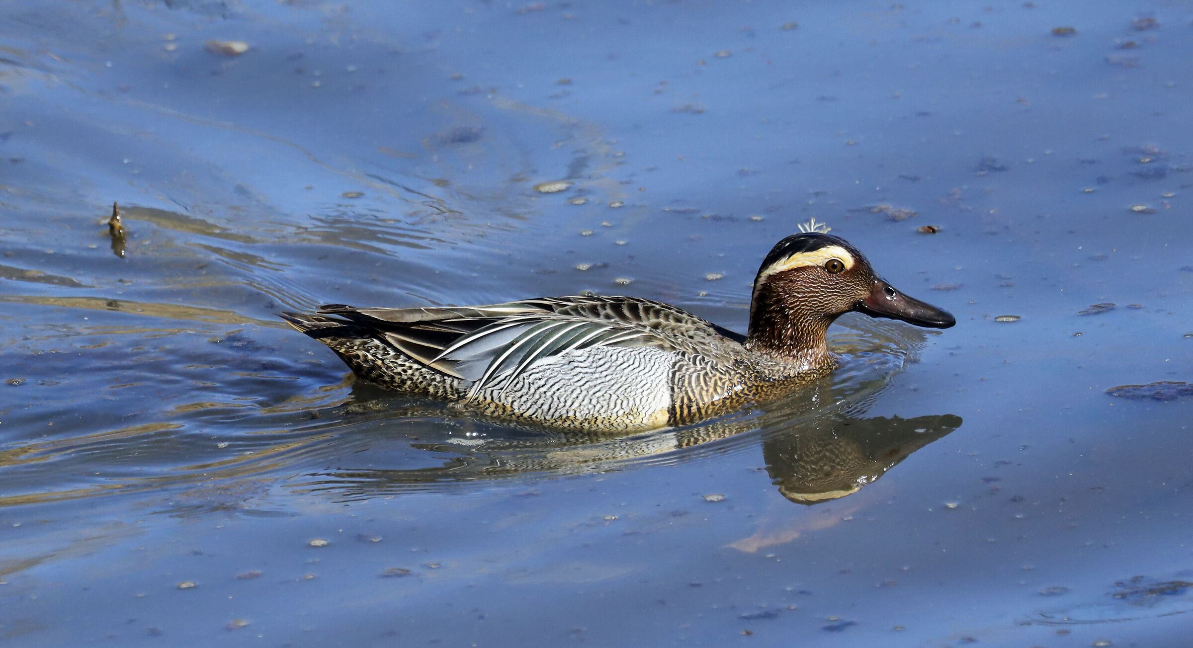 Garganey