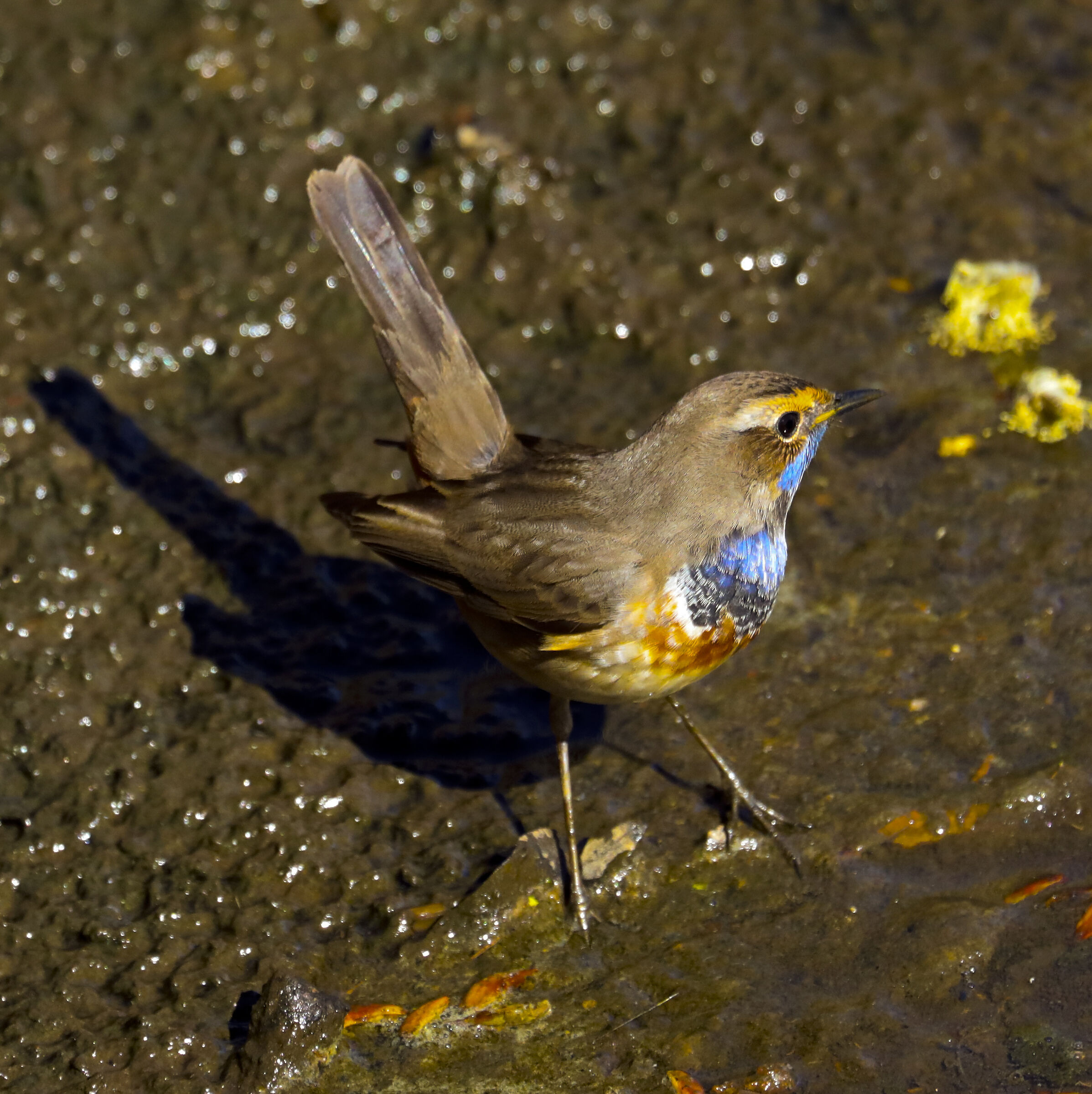 Bluethroat