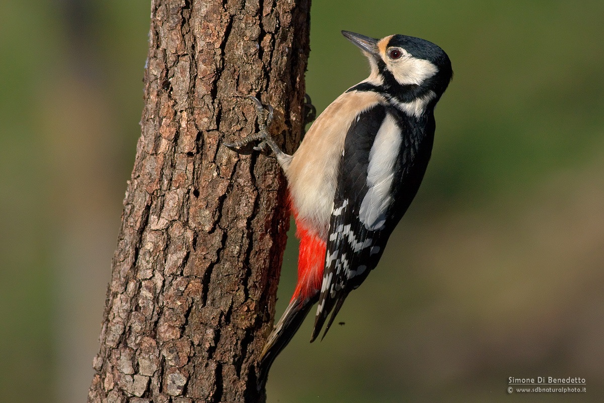 Picchio rosso maggiore