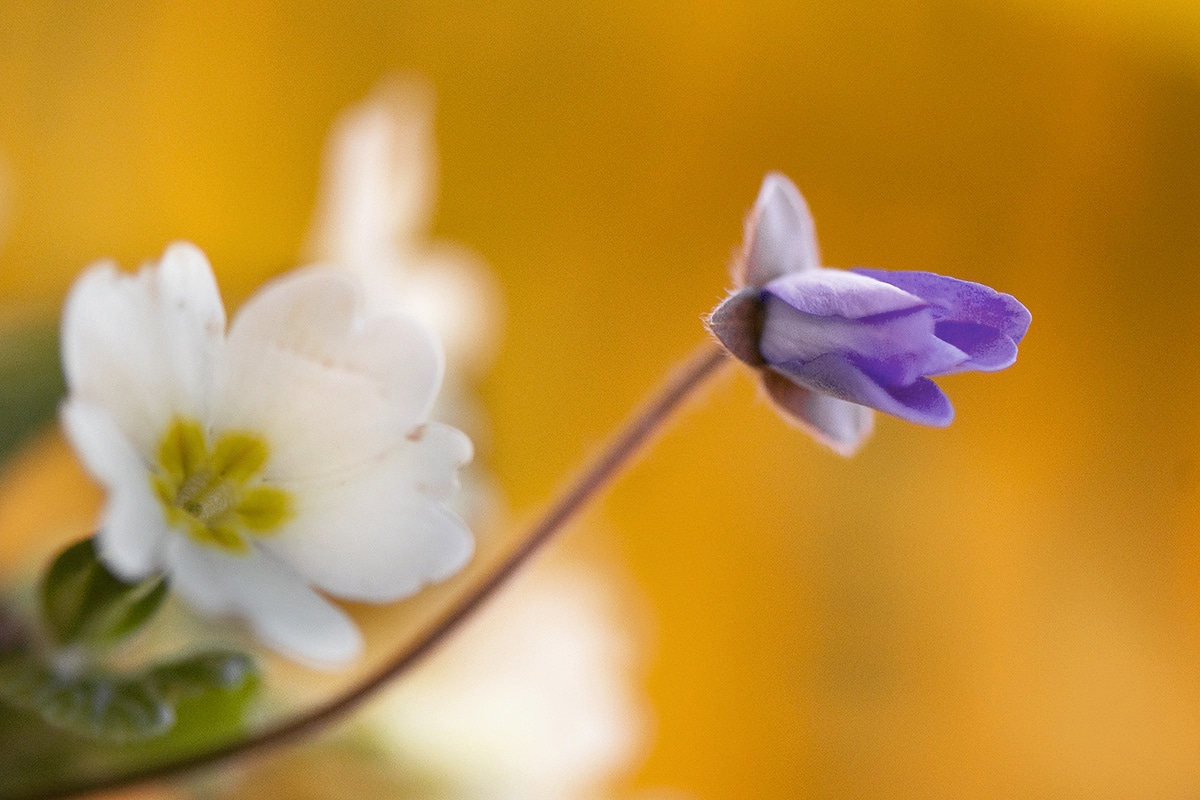 Hepatica vs Primula