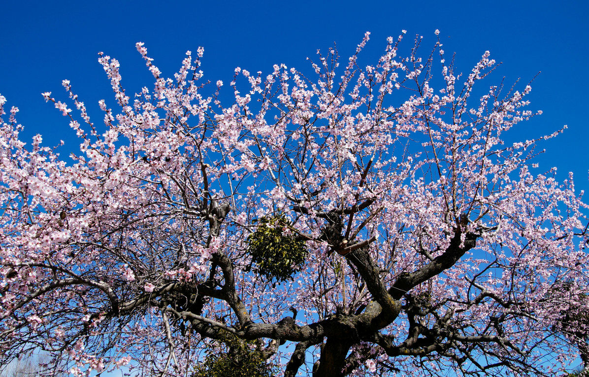 Primavera con sorpresa