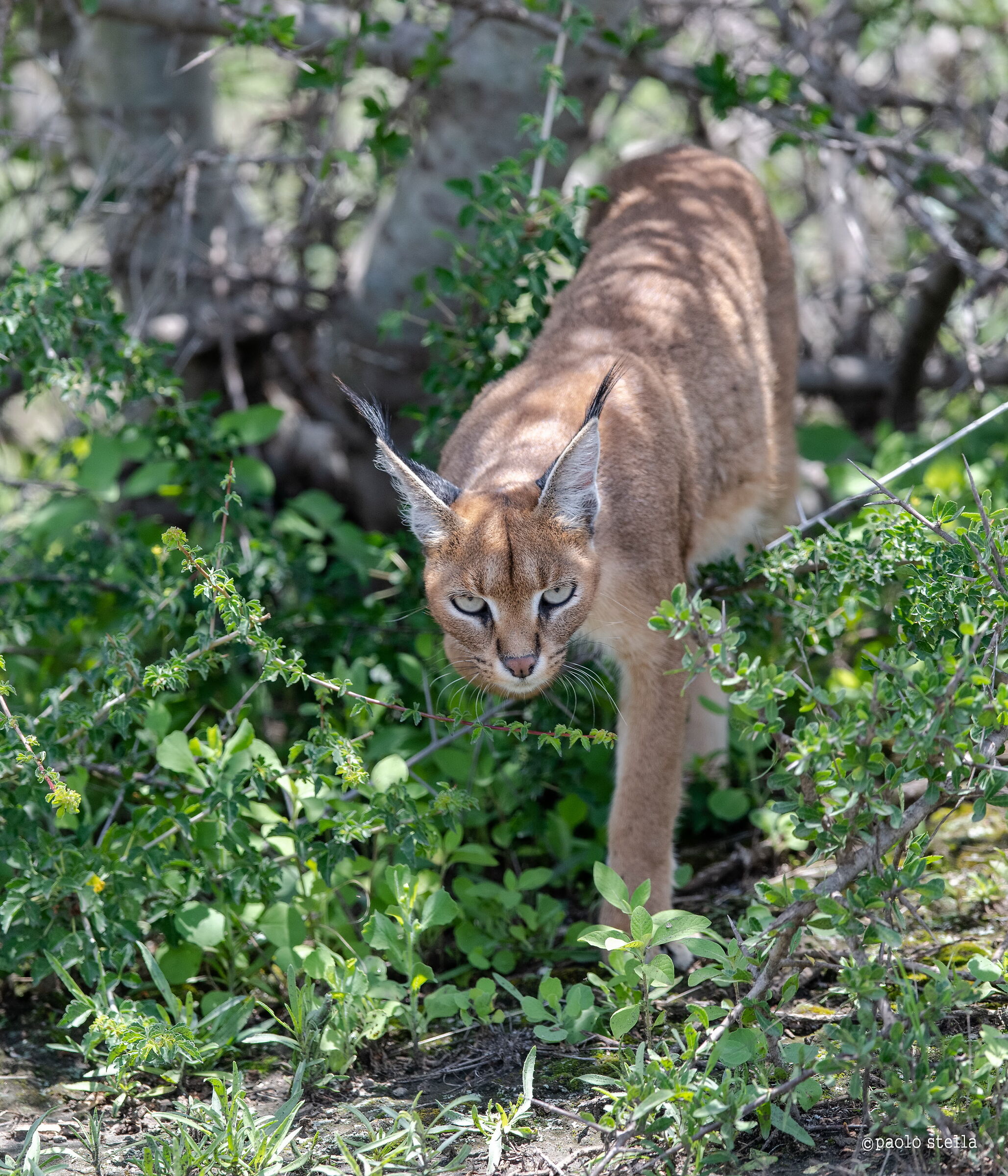Caracal