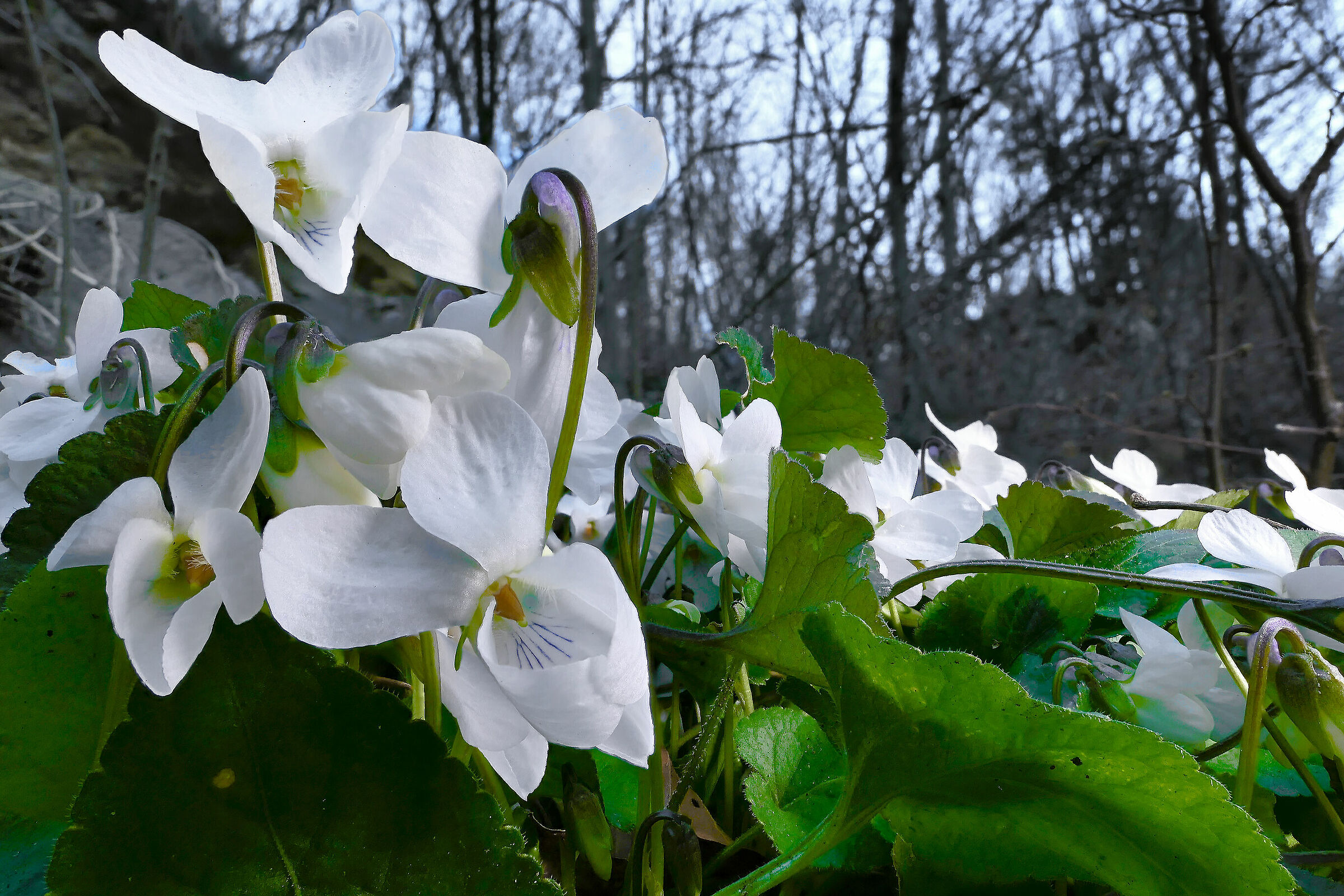 Viole bianche selvatiche