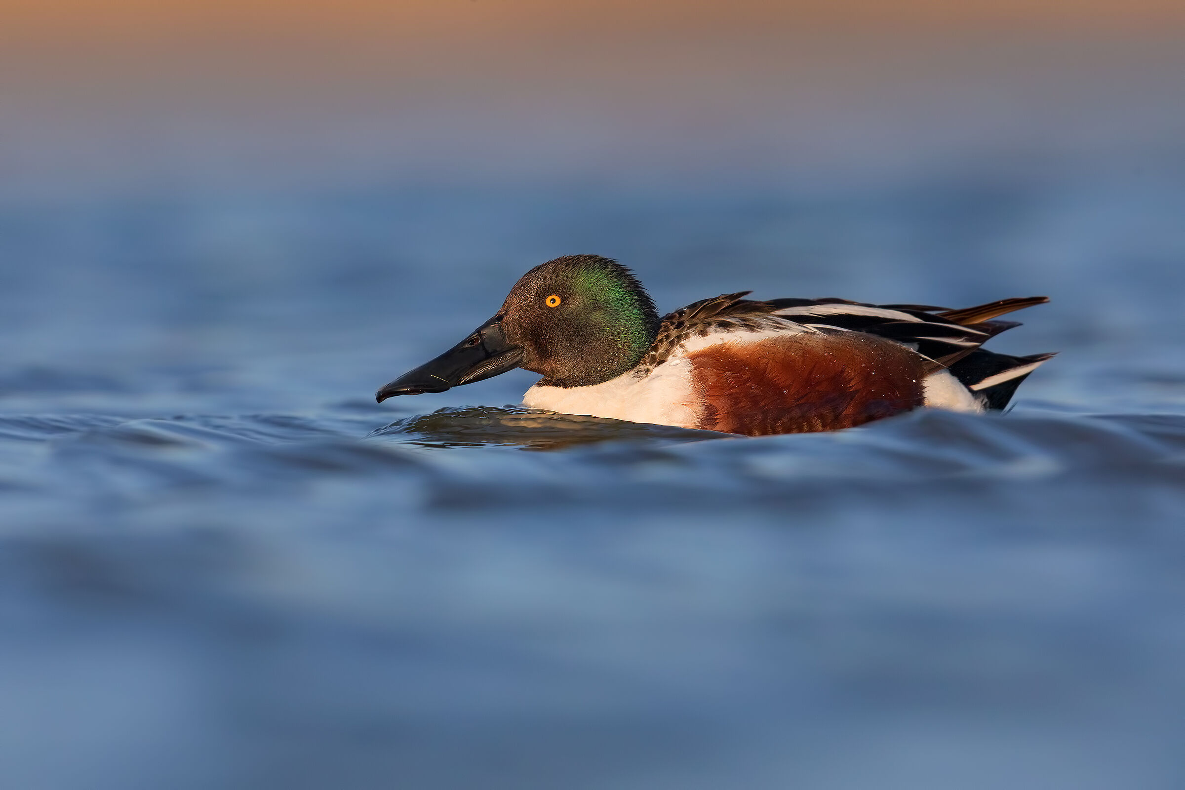 Northern Shoveler