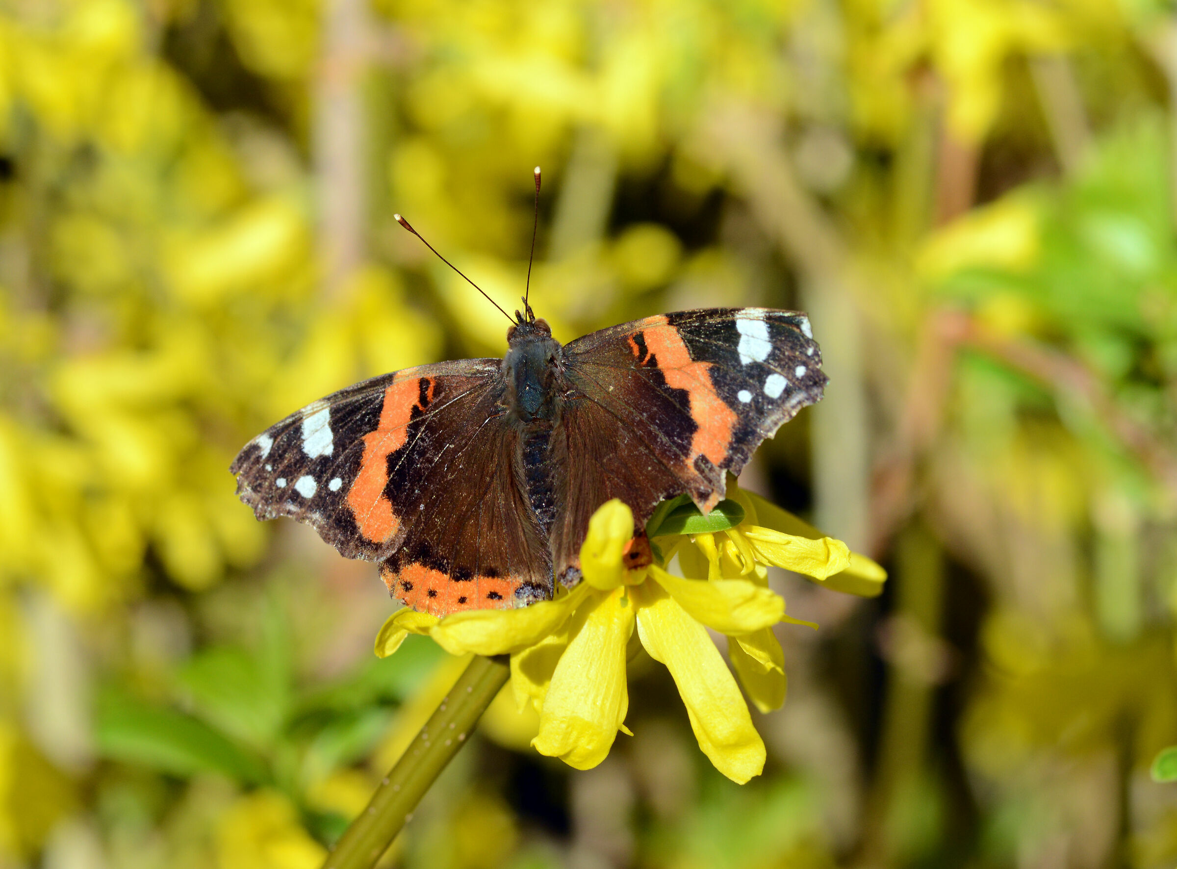 Butterfly on Forsythia