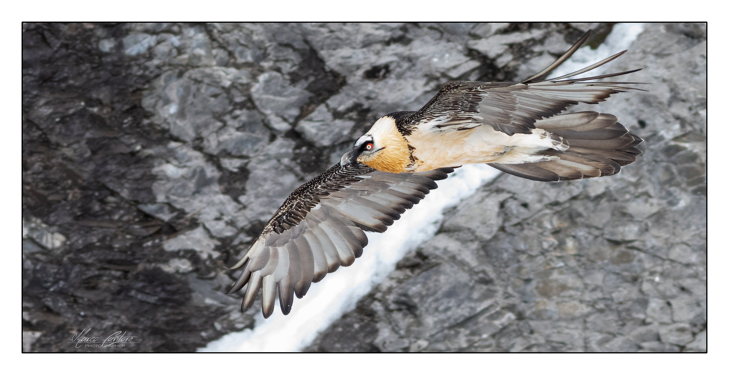 Bearded Vulture-Gypaetus barbatus