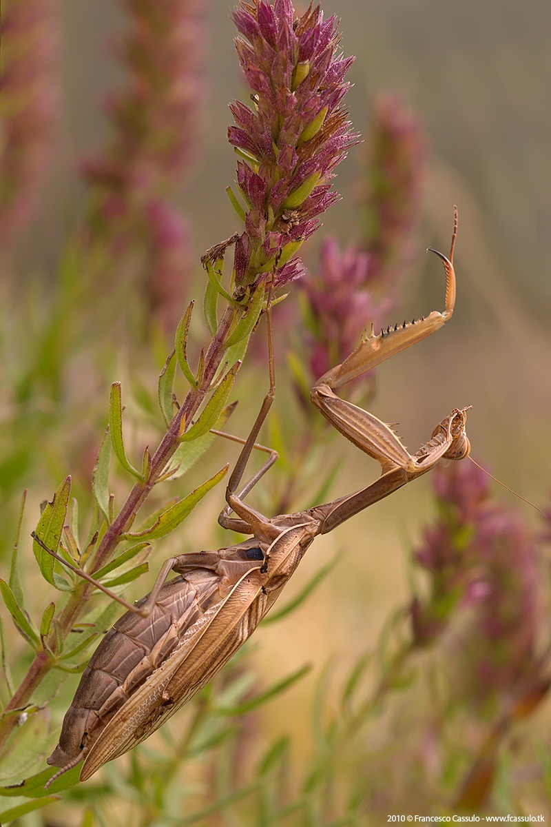 Mantis religiosa (Linnaeus, 1758)