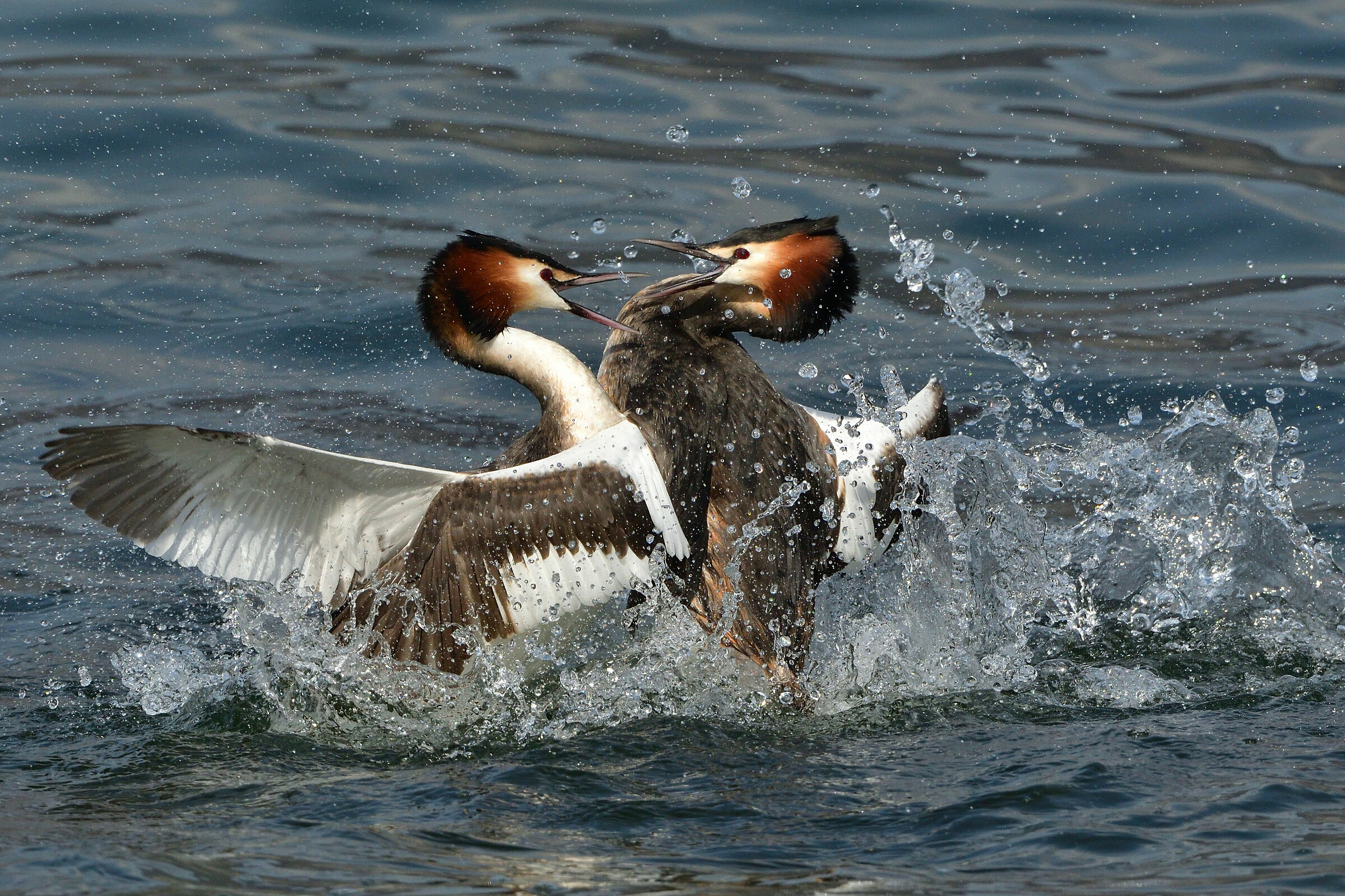 Svasso magg.-una discussione alquanto vivace-Iseo