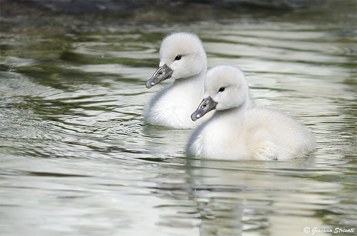 Giovani cigni