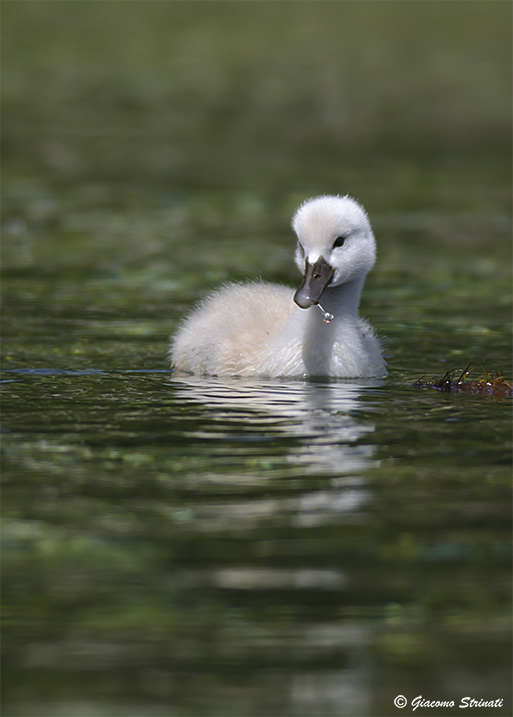 Cygnet