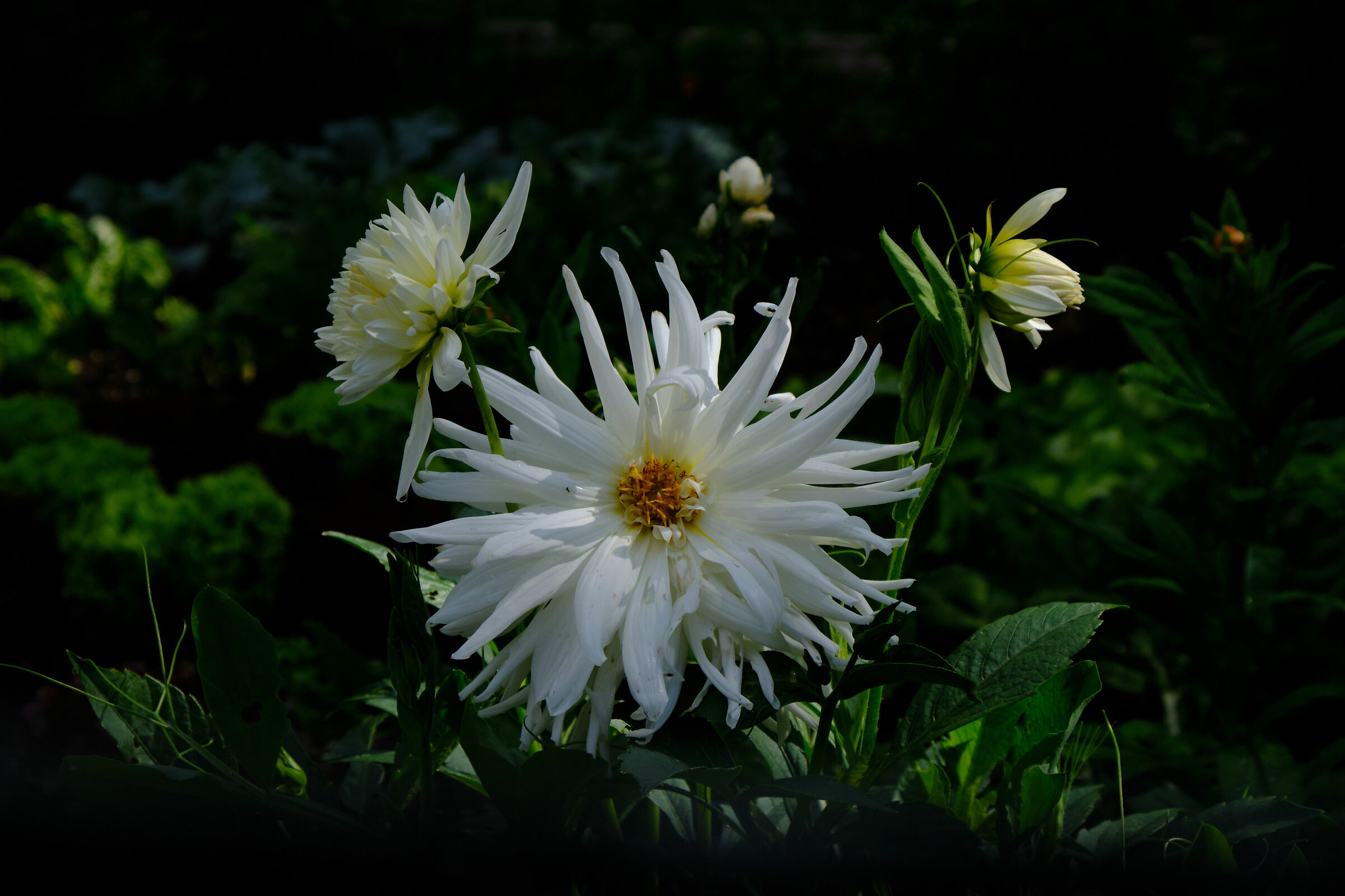 tre fiori e un bocciolo di crisantemo