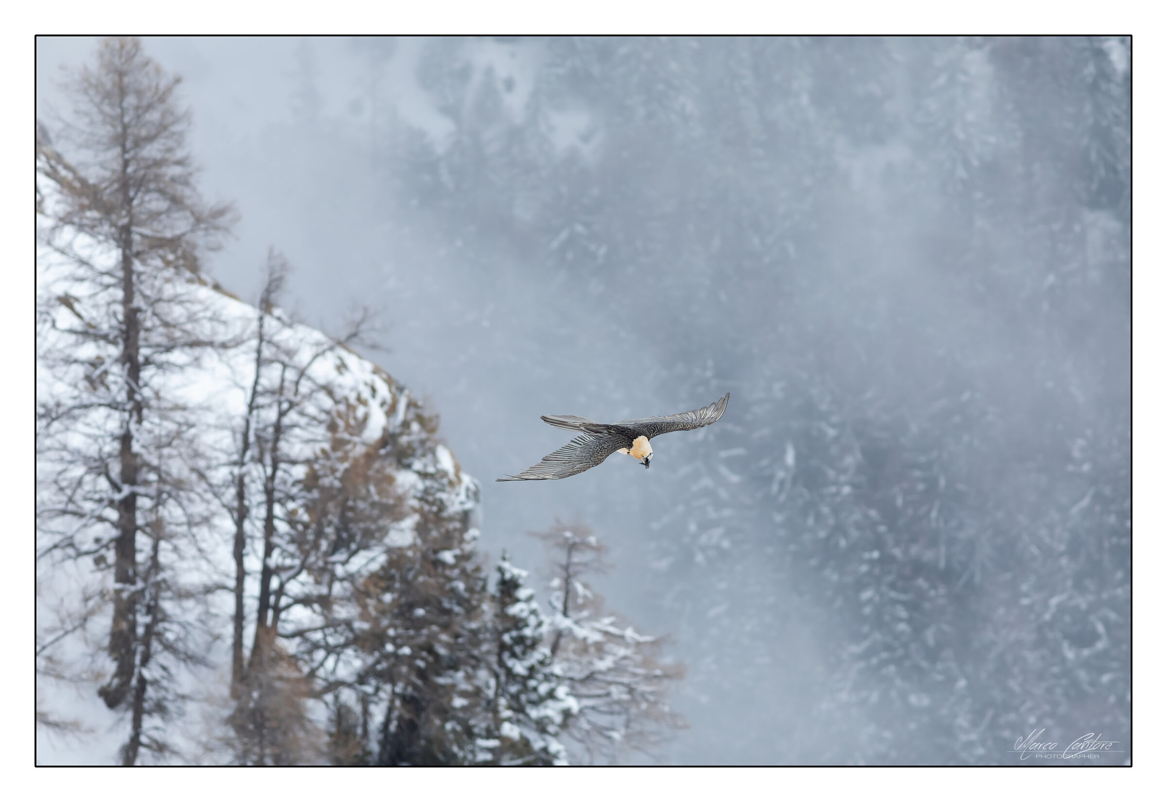 Bearded Vulture-Gypaetus barbatus