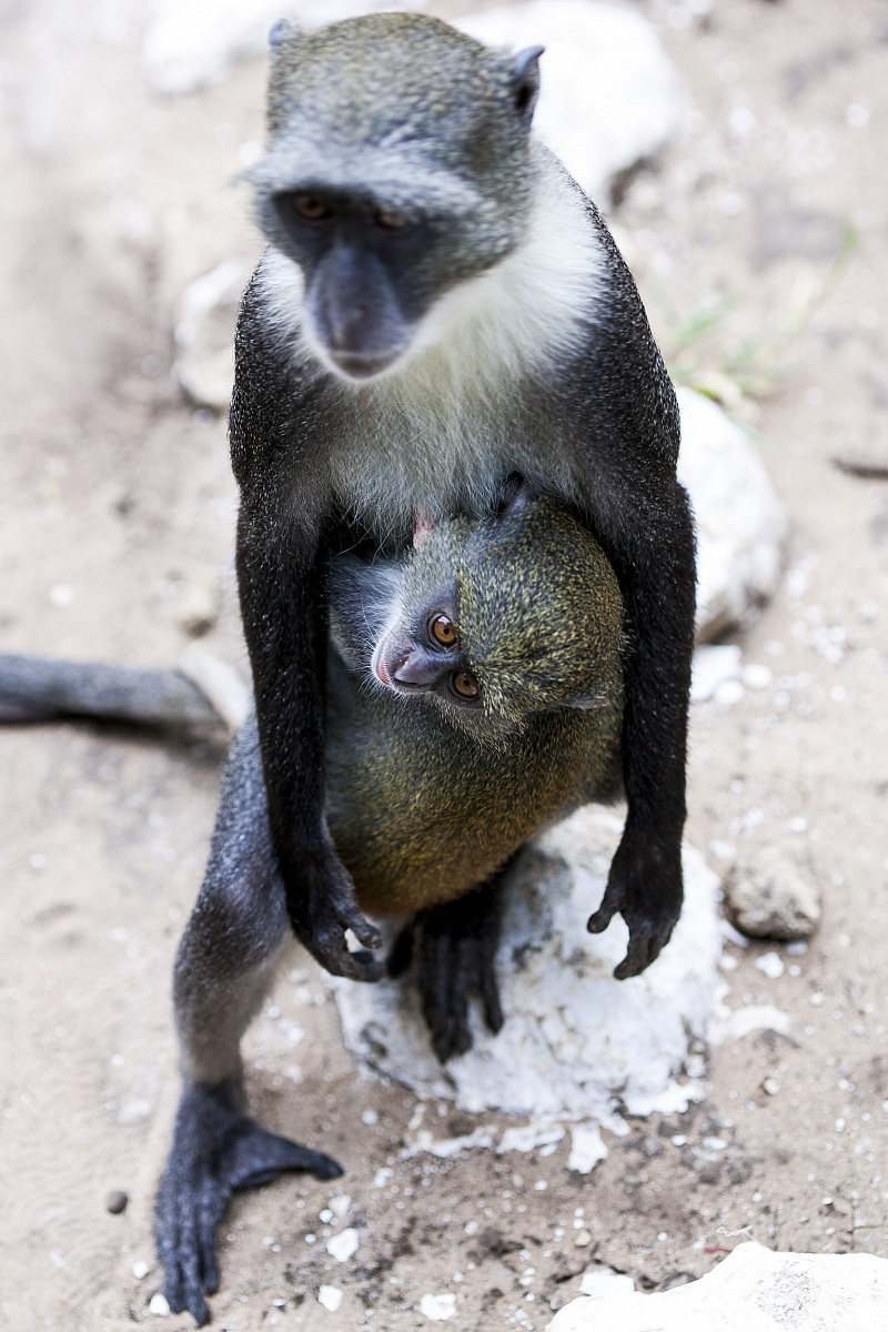 Cercopiteco verde con cucciolo
