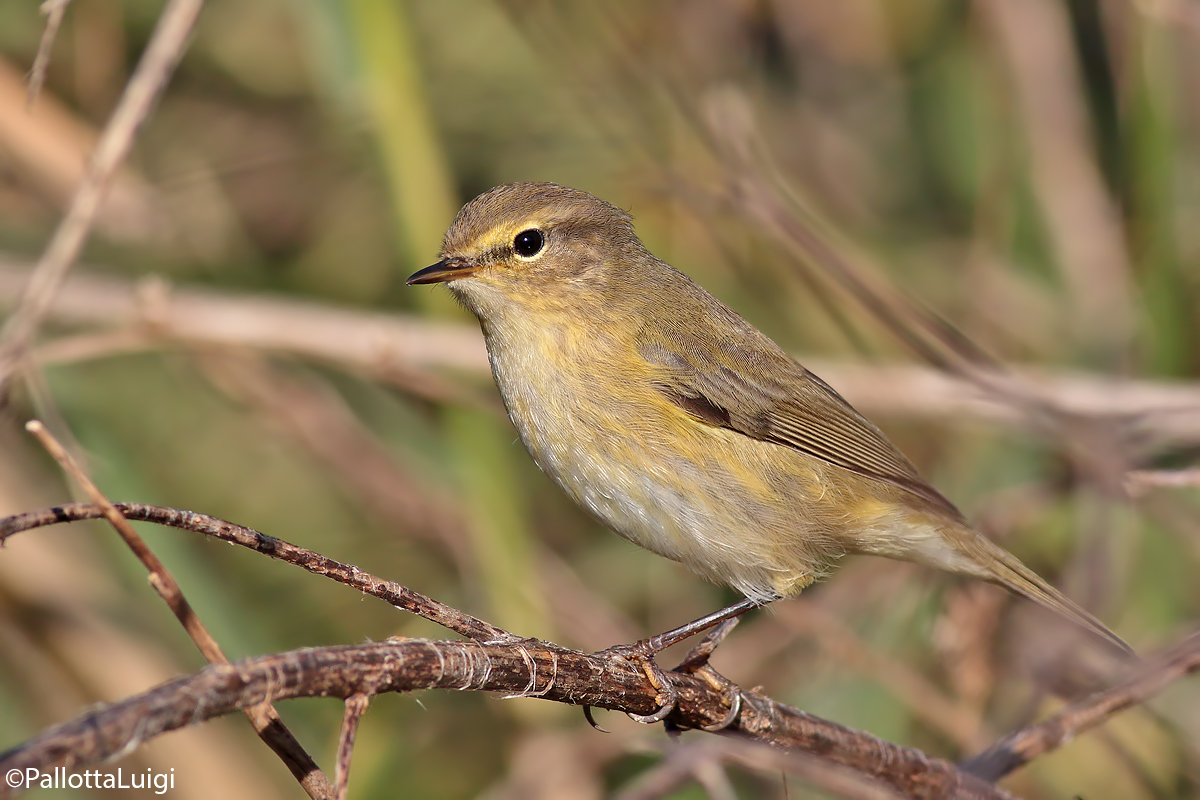 Lui piccolo (Phylloscopus collybita)