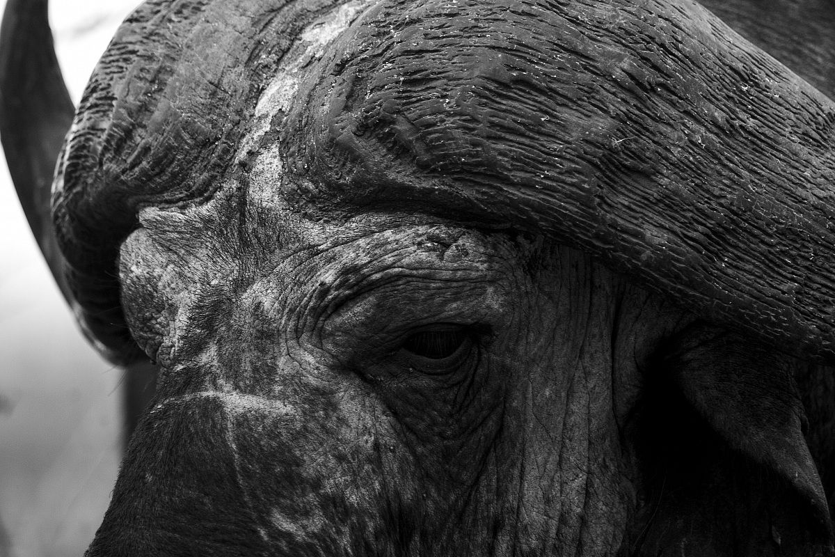 Bufalo segnato dal tempo