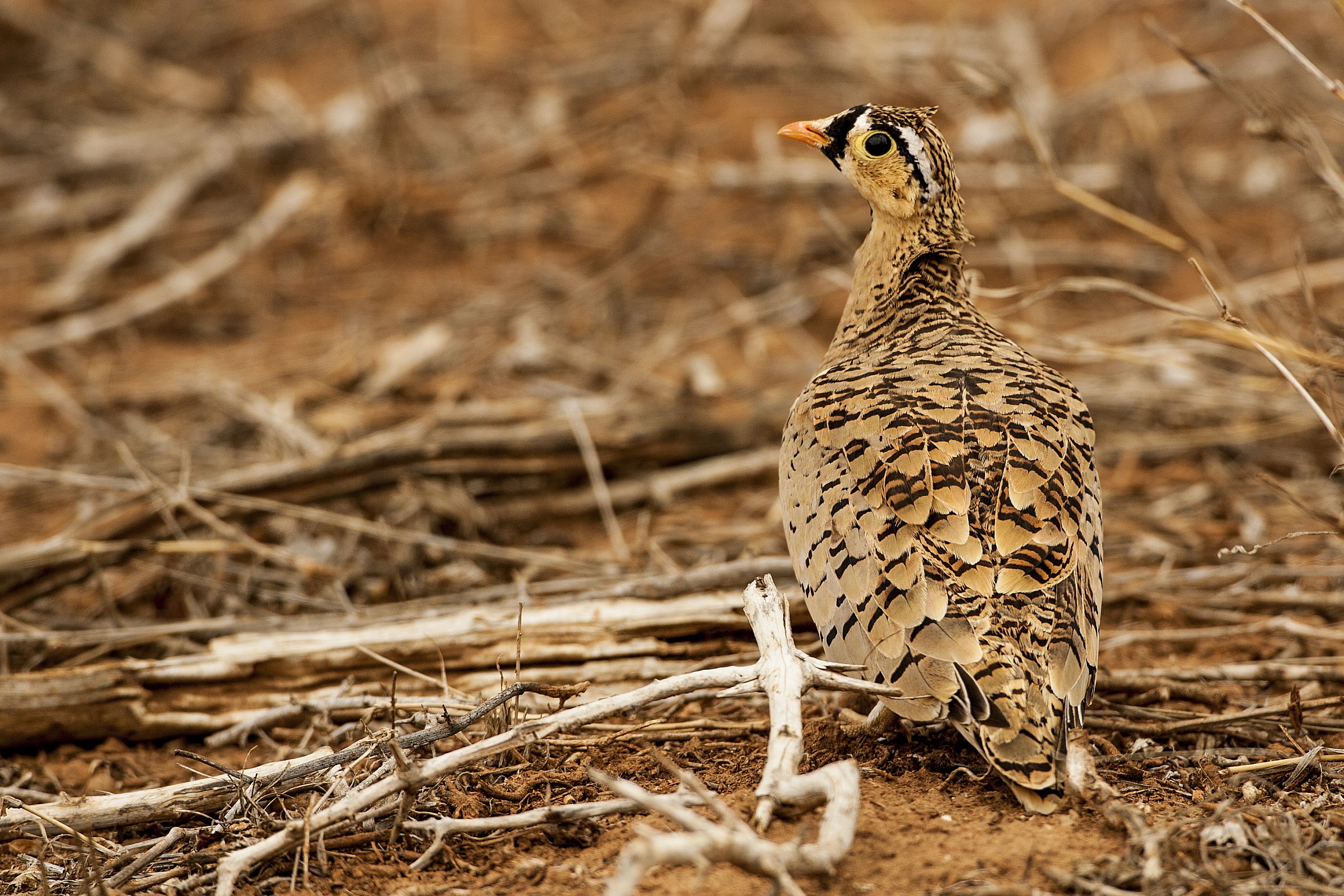 Grandule Faccia nera (Black-faced sandgrouse) - Kenya