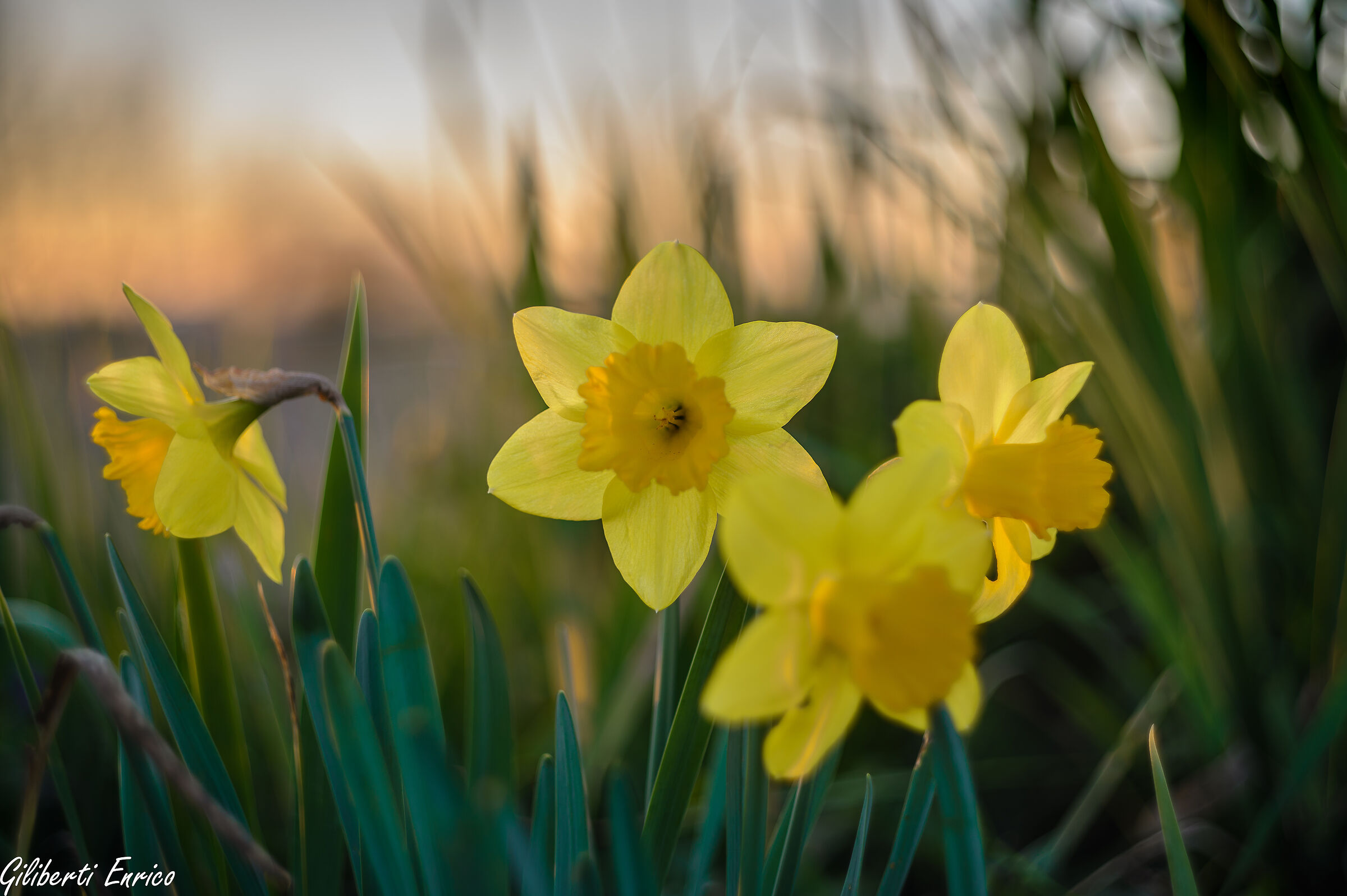 Spring Arrives