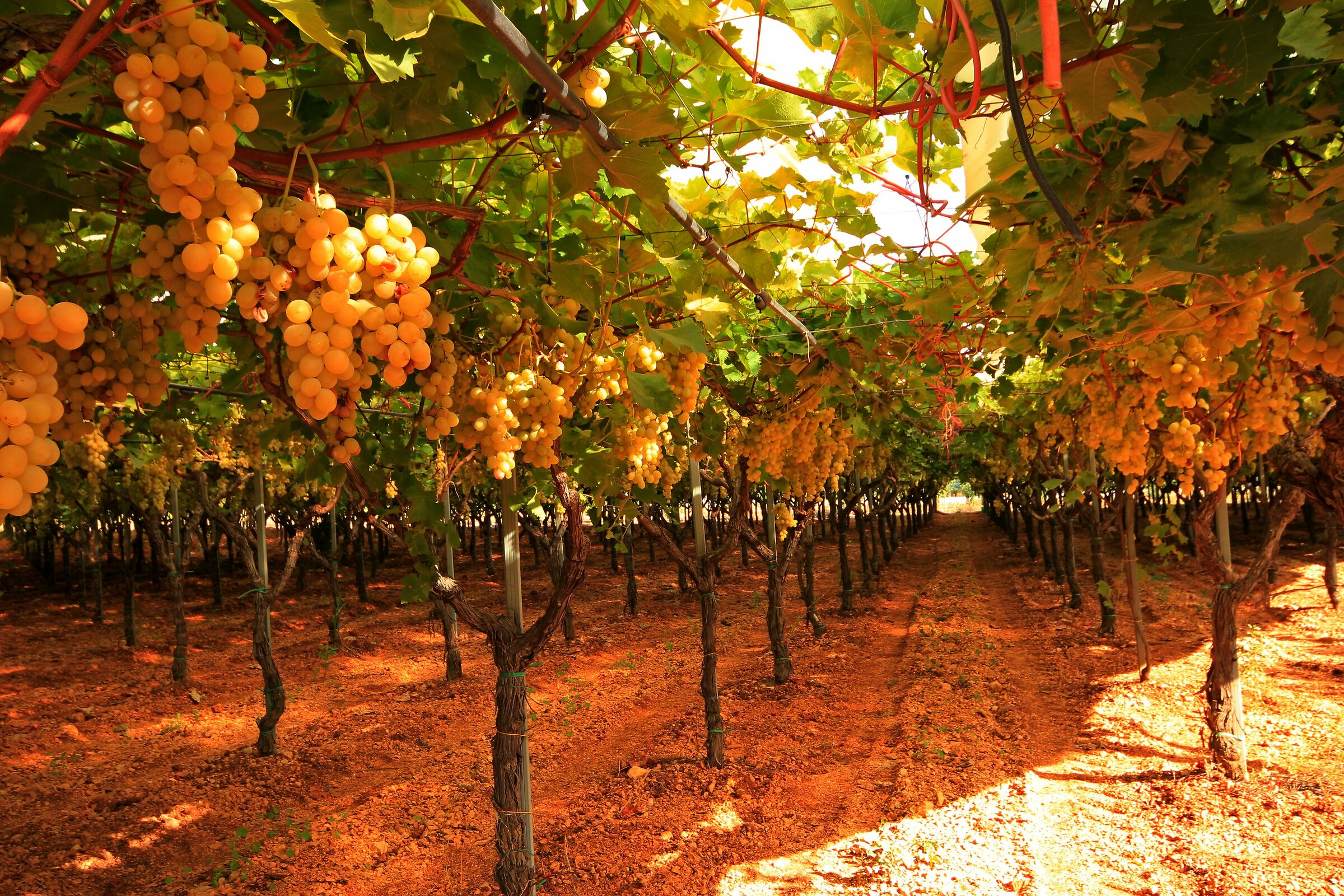 Un augurio per tutti gli agricoltori