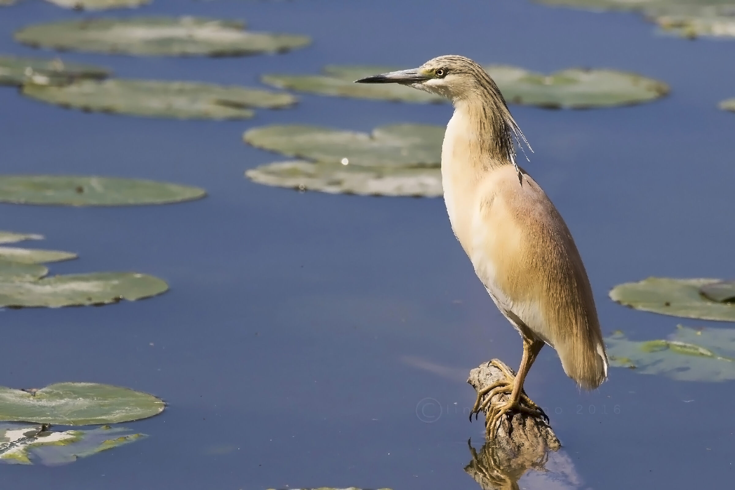 Sgarza ciuffetto ( Ardeola ralloides)