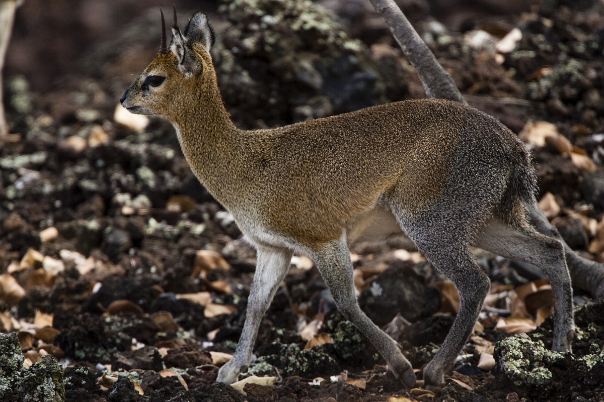 Oreotrago (saltarupi)