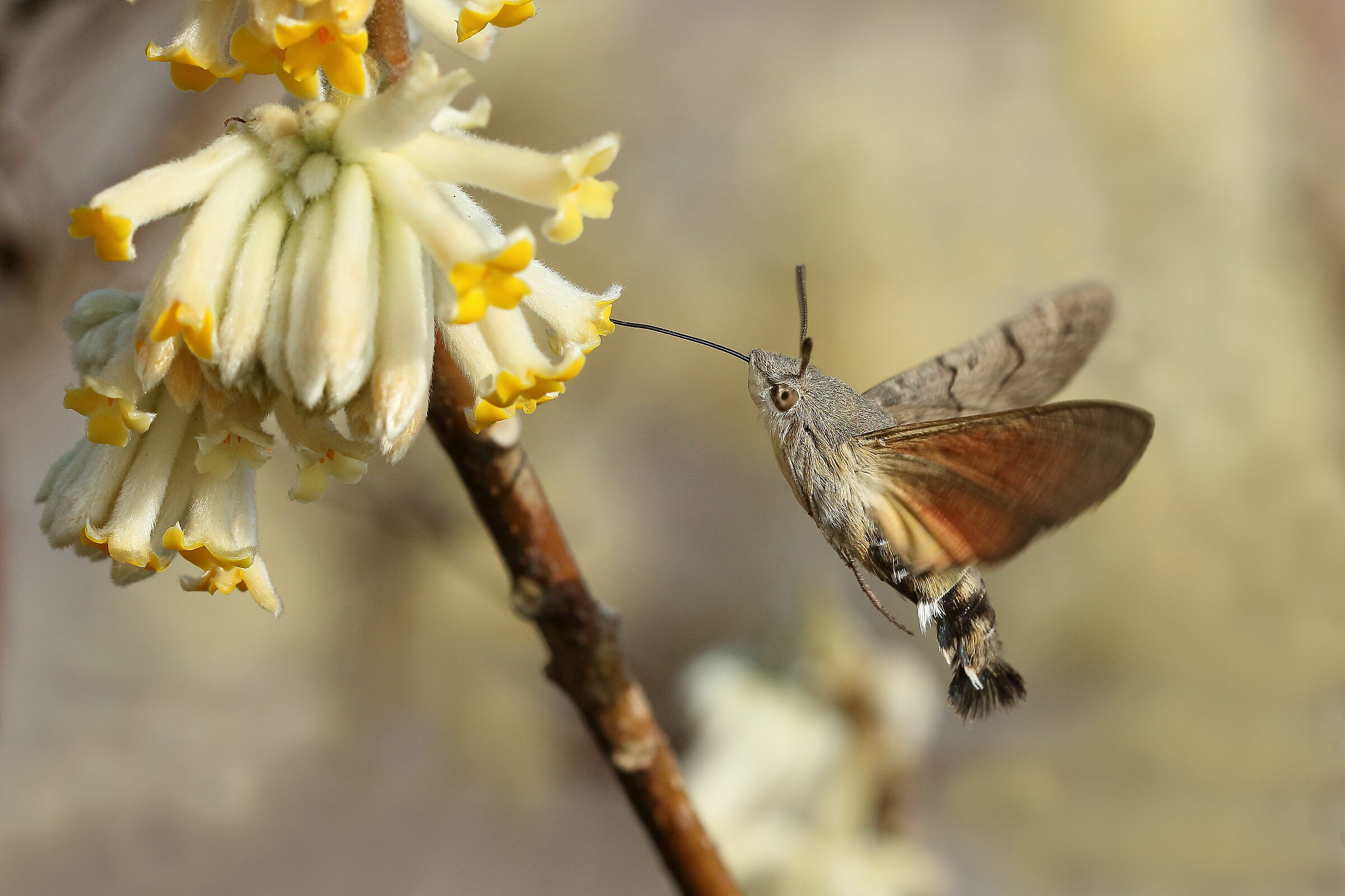Macroglossum stellatarum (Sfinge del galio)