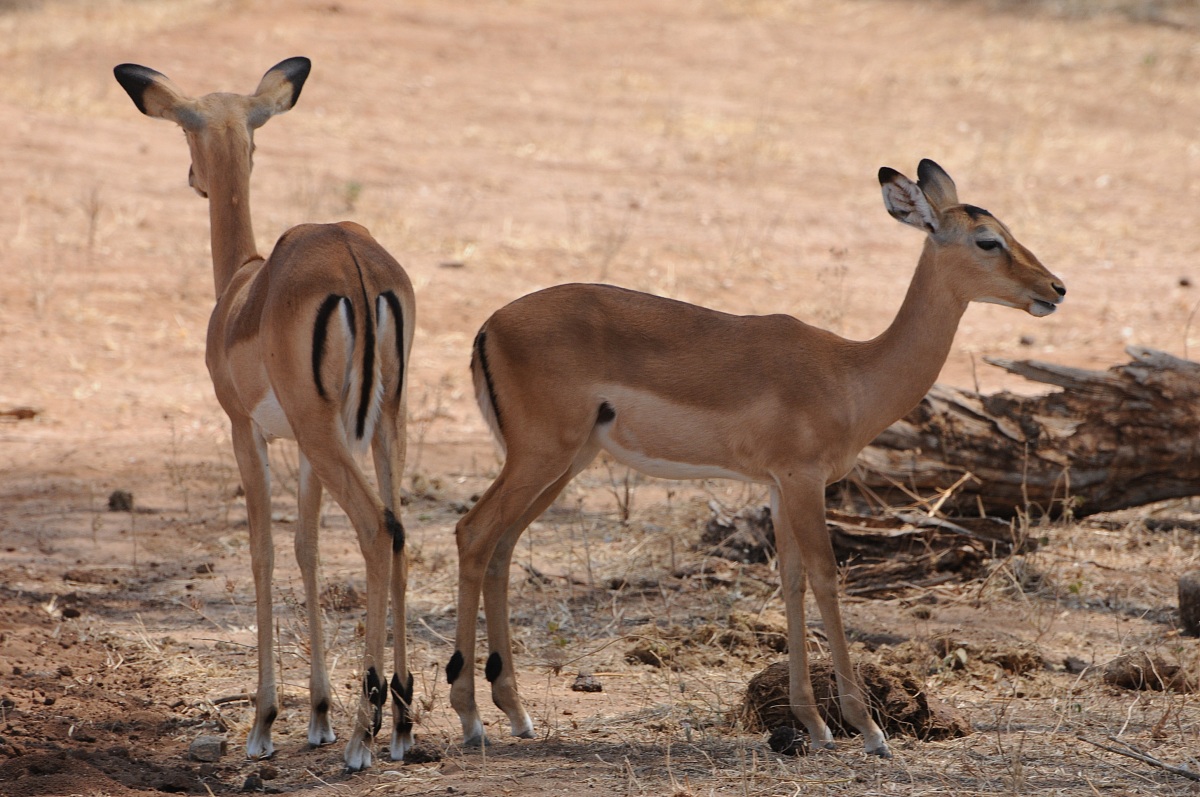 Dik Dik