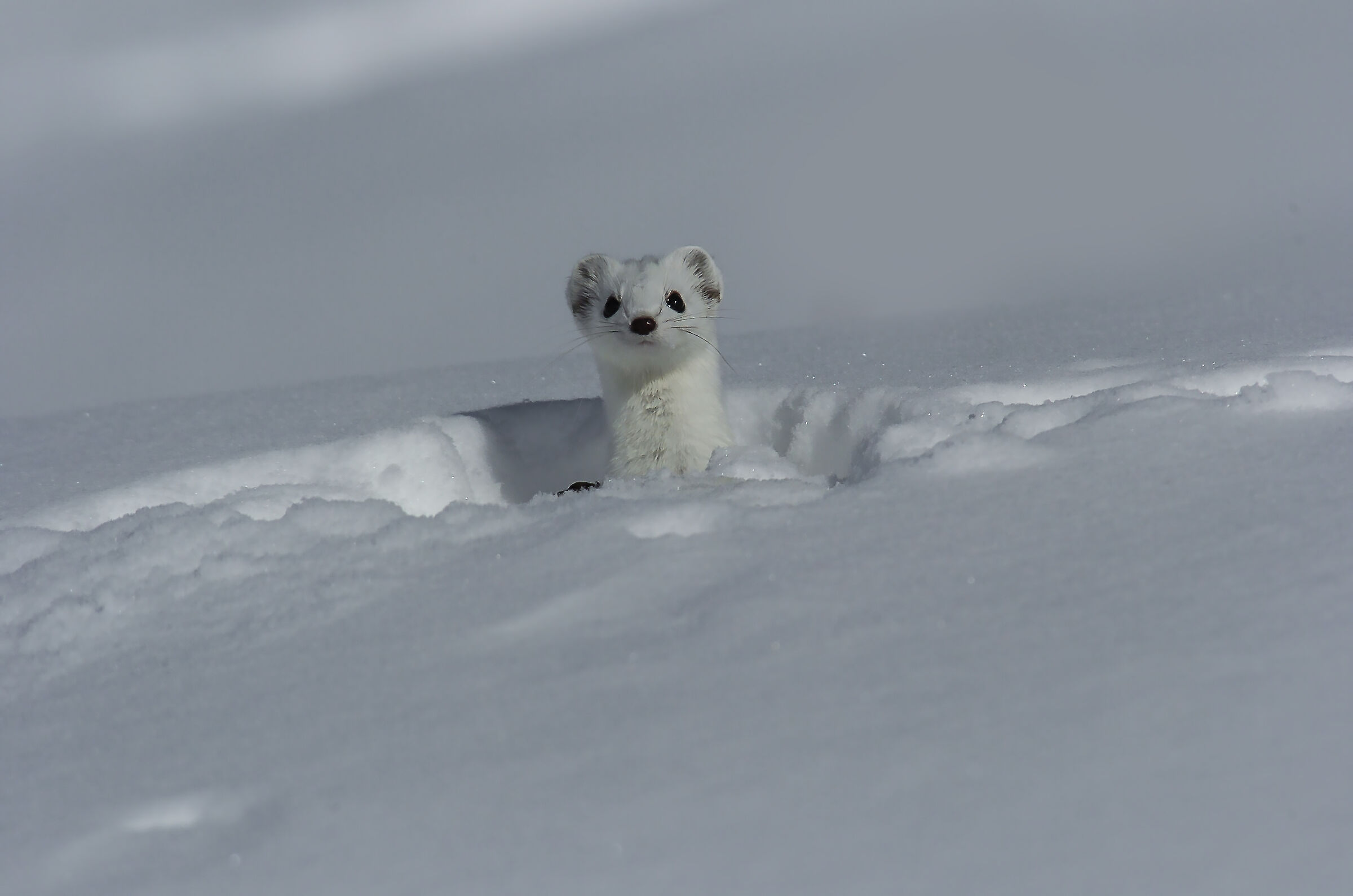 Ermine