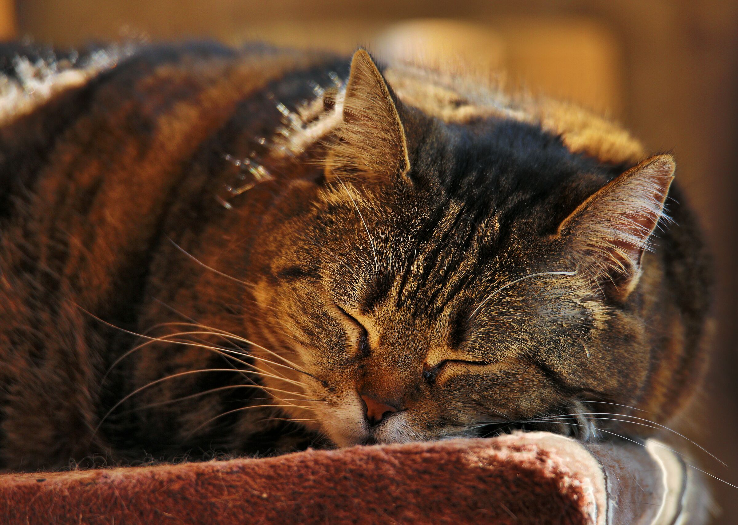 Nap at the first spring sun