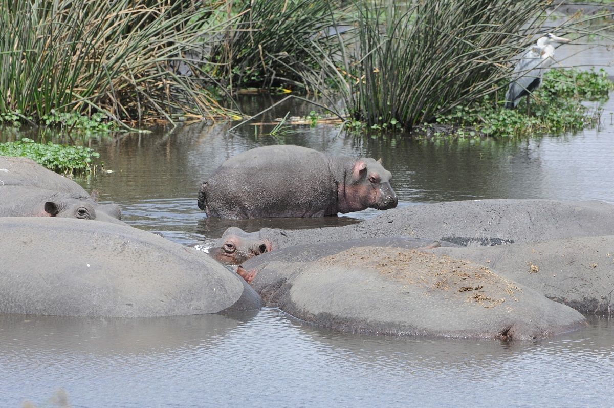 Refreshing bath