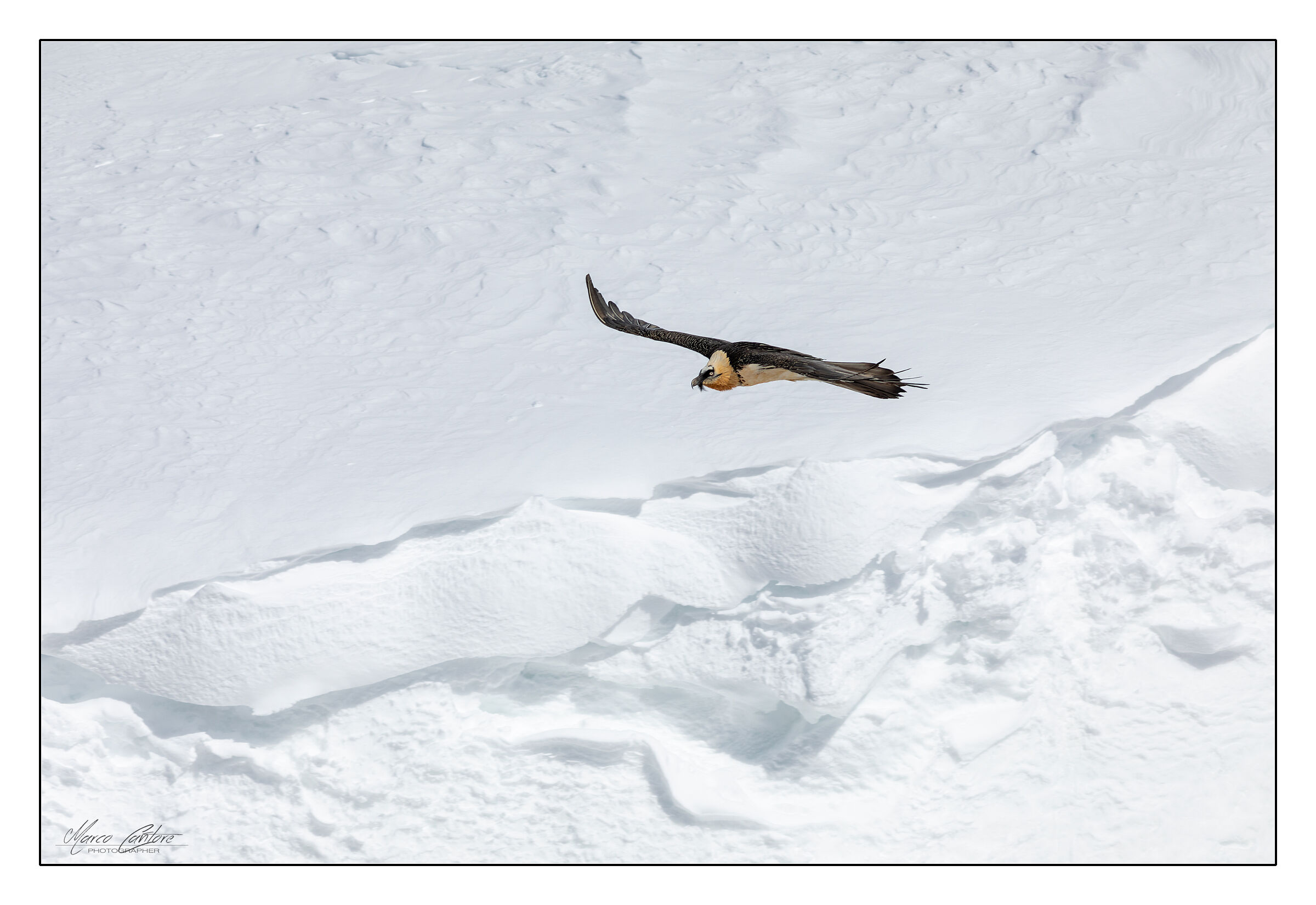 Bearded Vulture-Gypaetus Barbatus