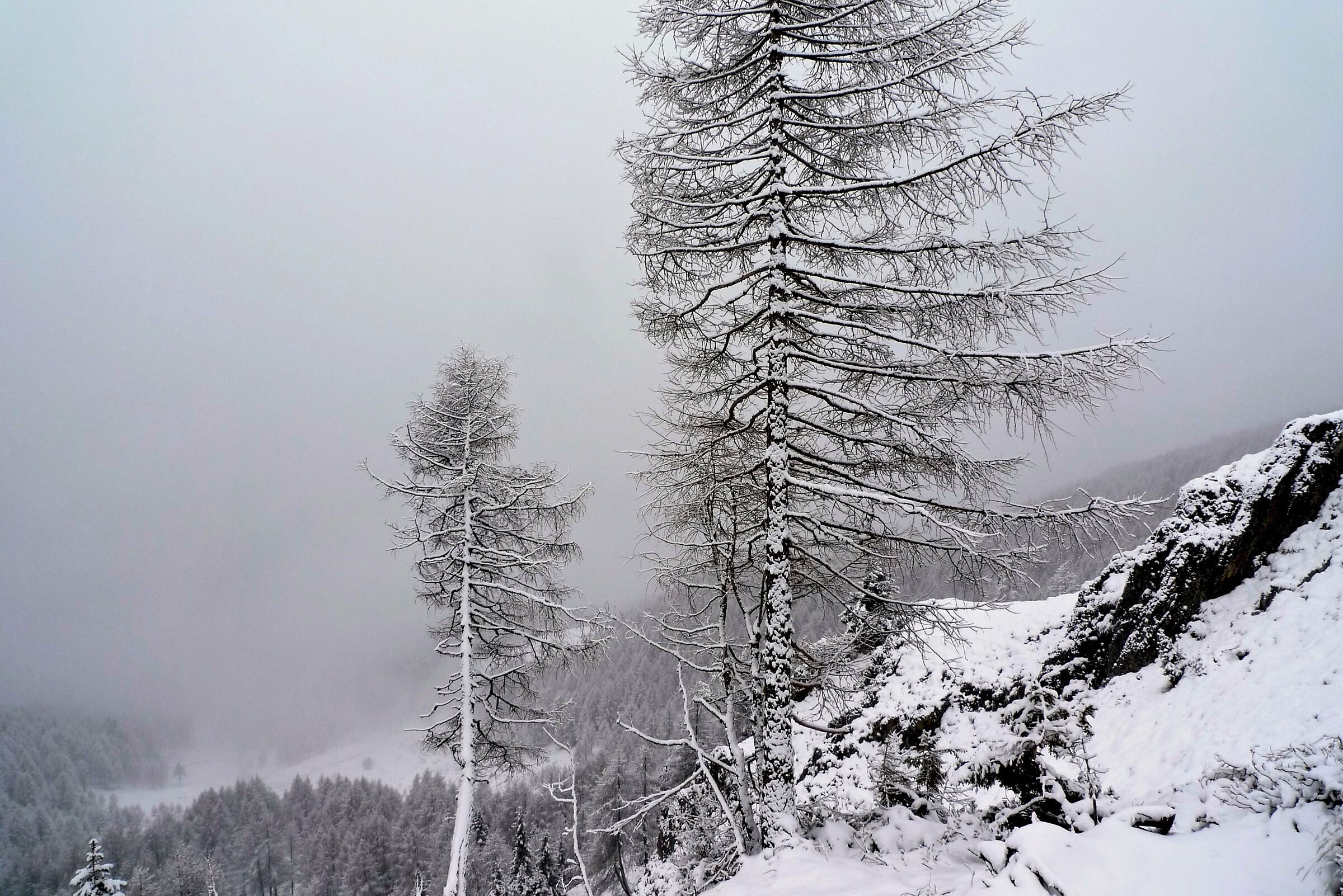 Sentinels