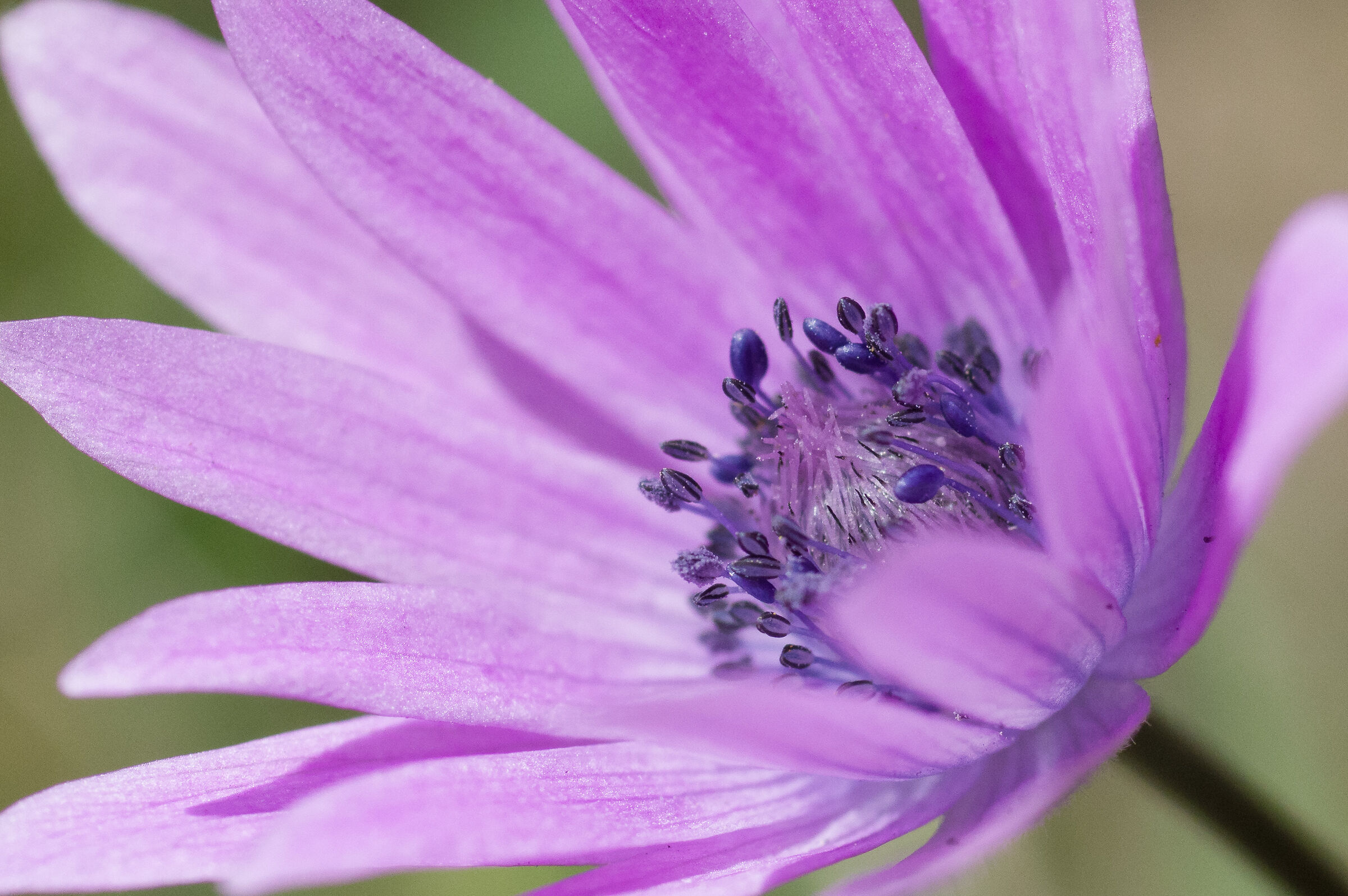 Bentornata Primavera!