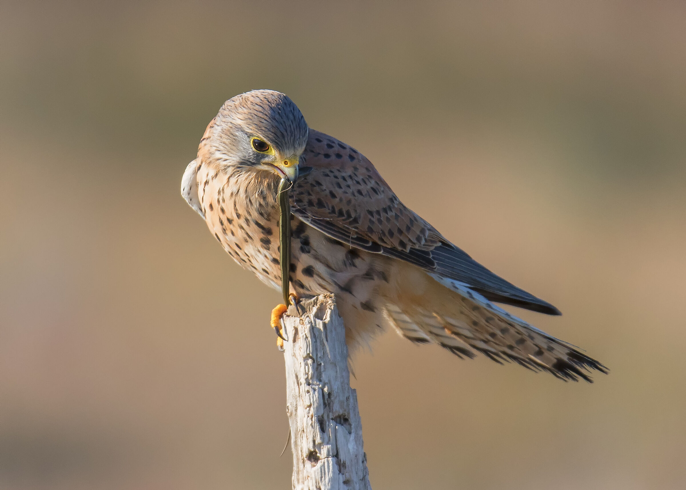 Kestrel with Prey