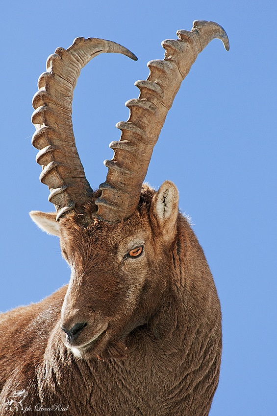 Ibex - Ibex