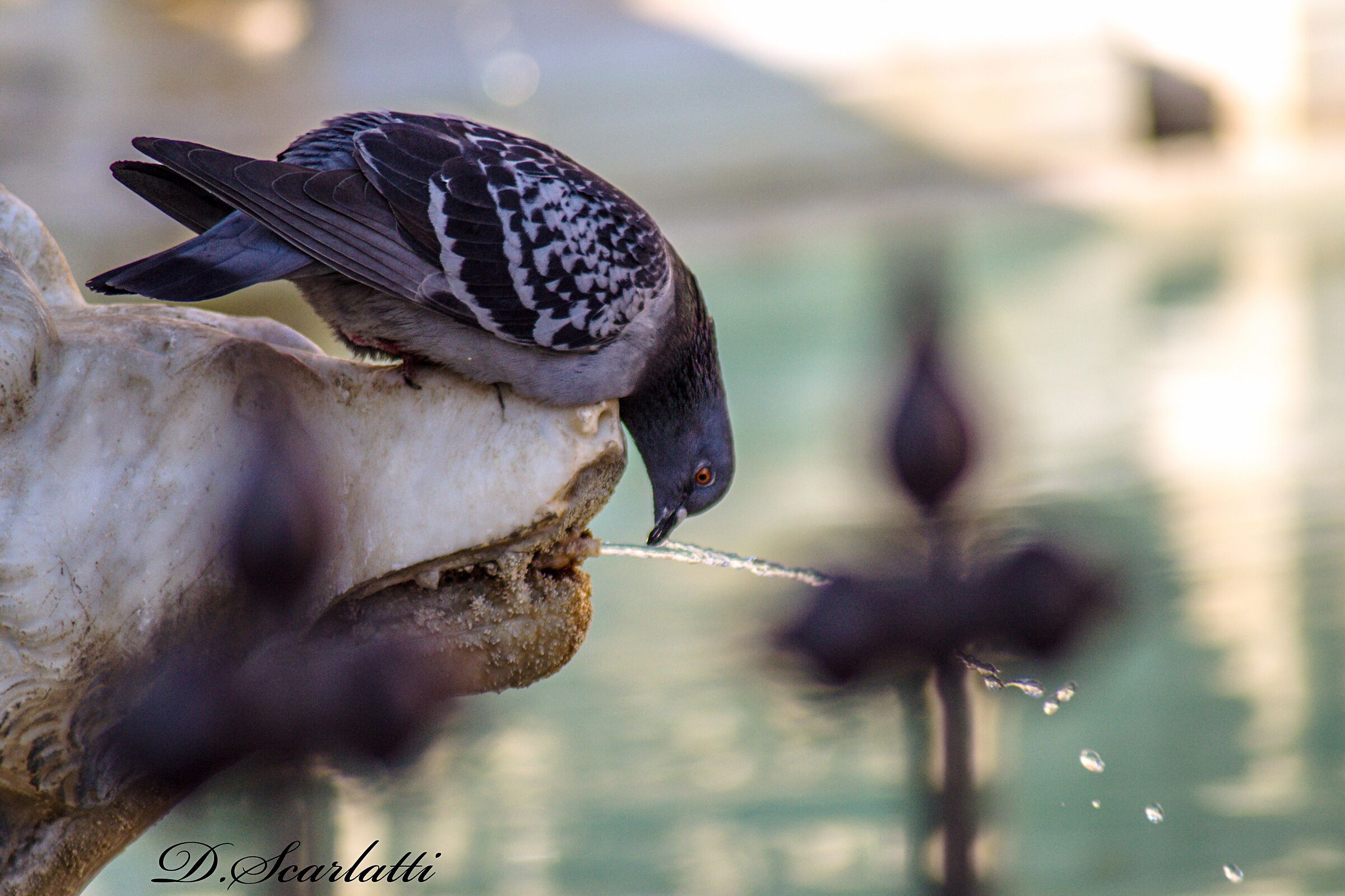 Thirsty Pigeon