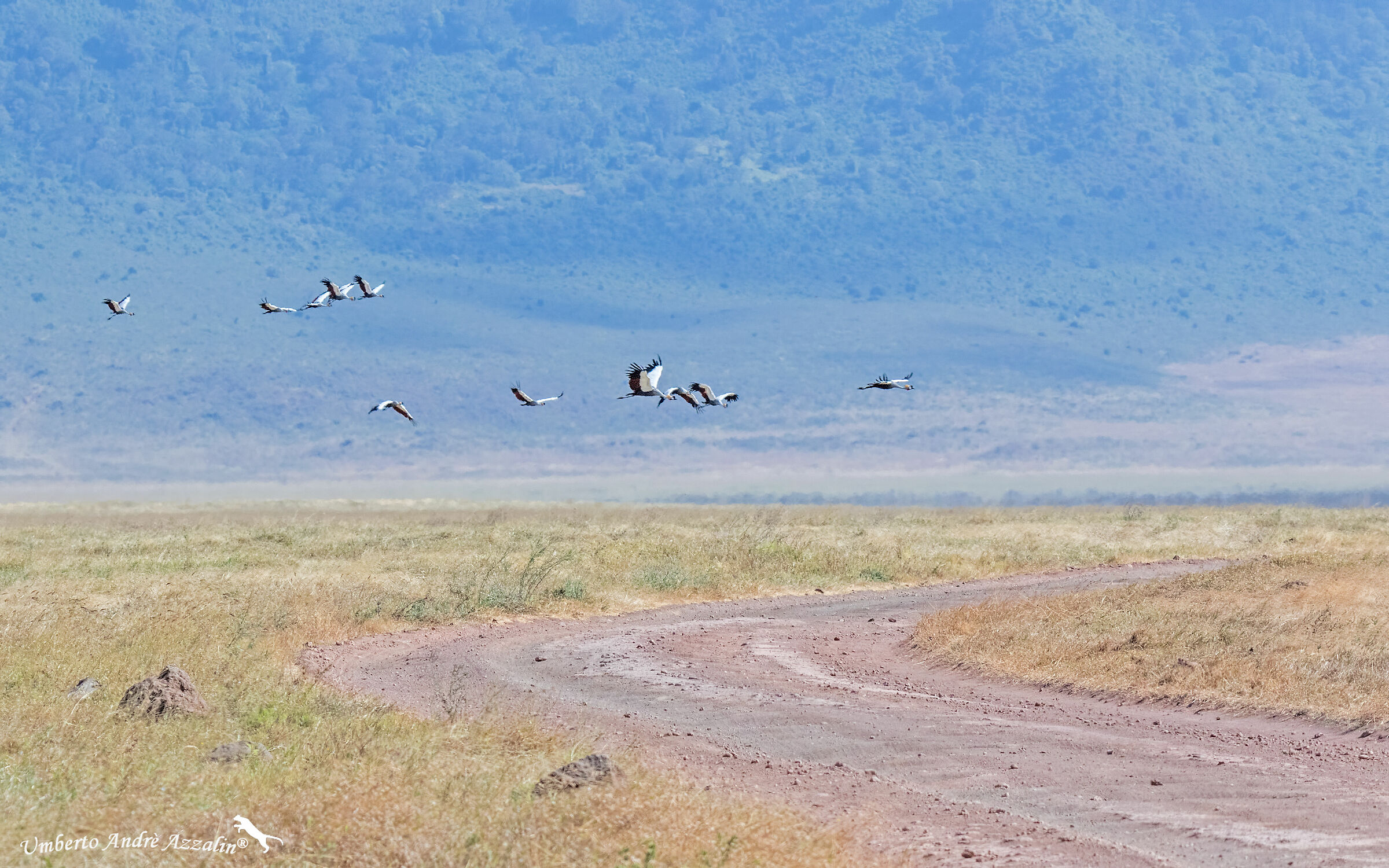 In Flight on Ngorongoro