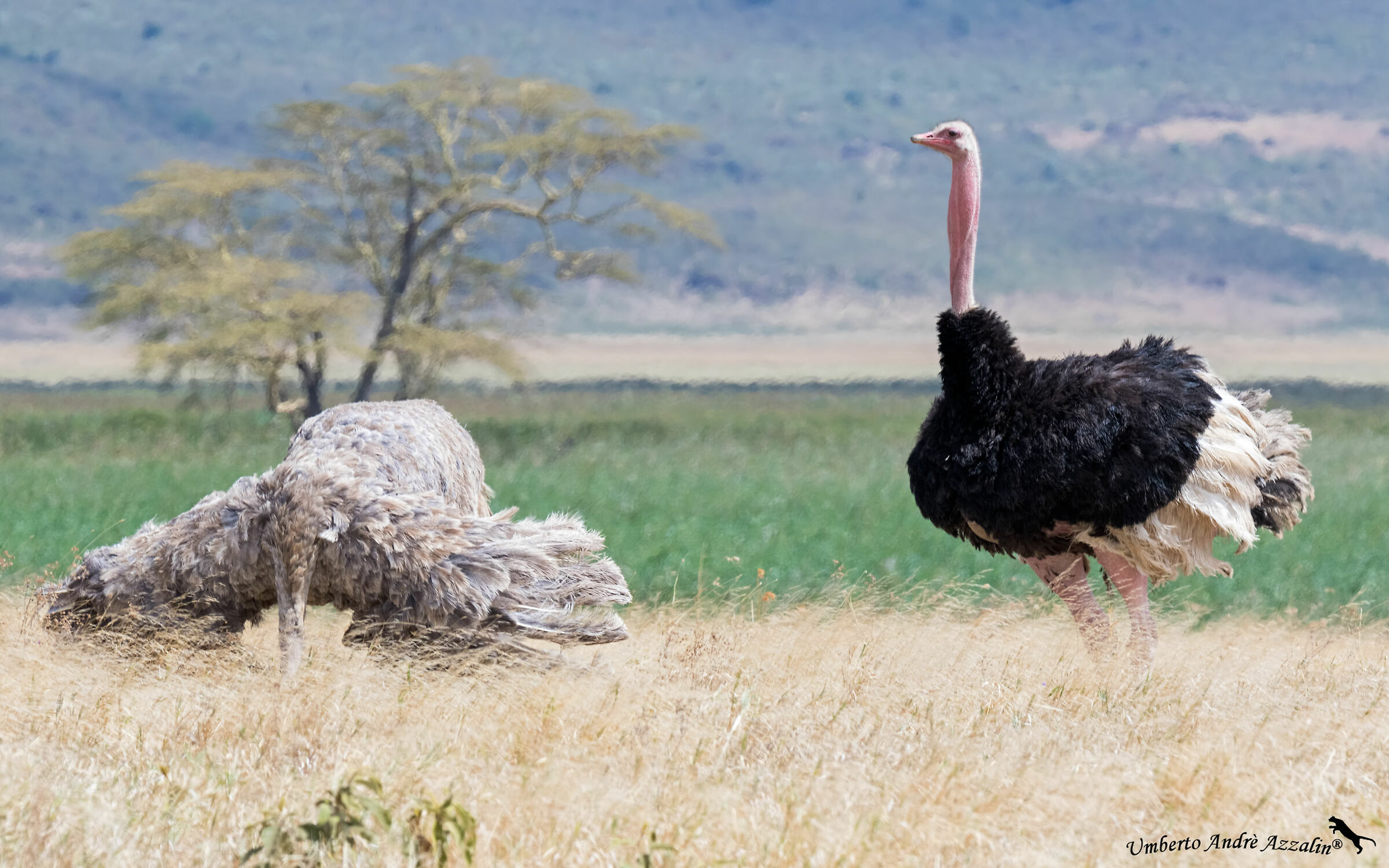 The Dance of the ostriches