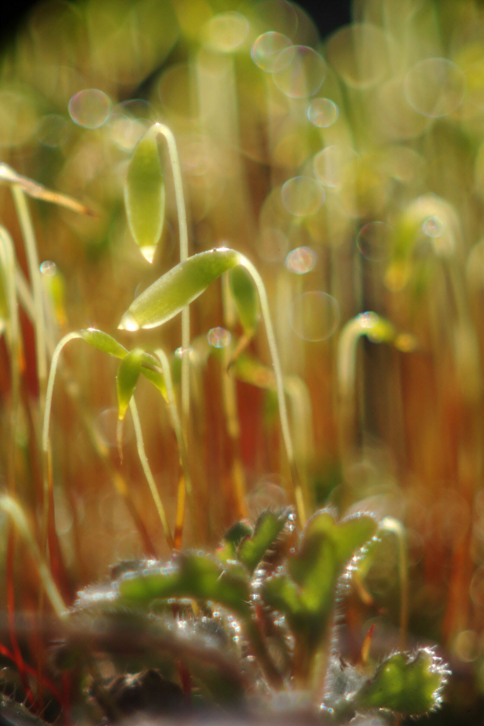Sporophytes of Moss