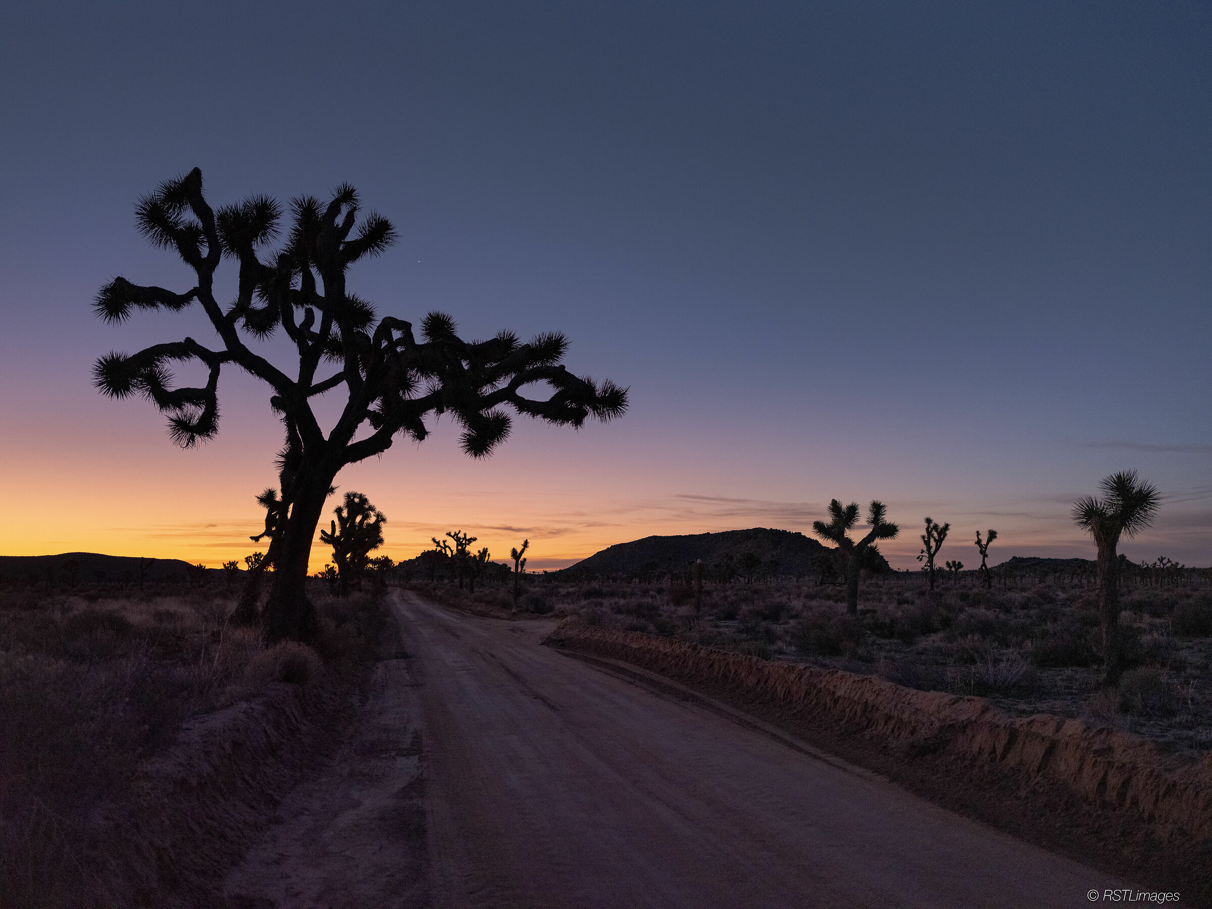 The Joshua Tree