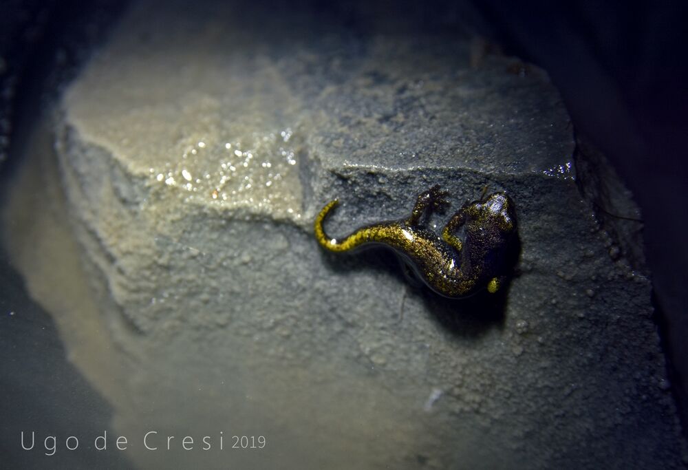 Hydromantes strinatii