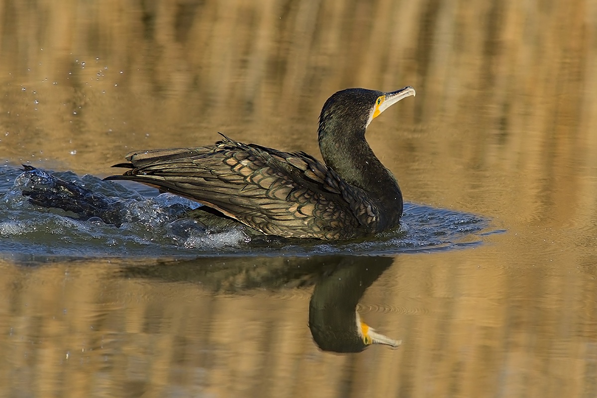 cormorano in ammaraggio