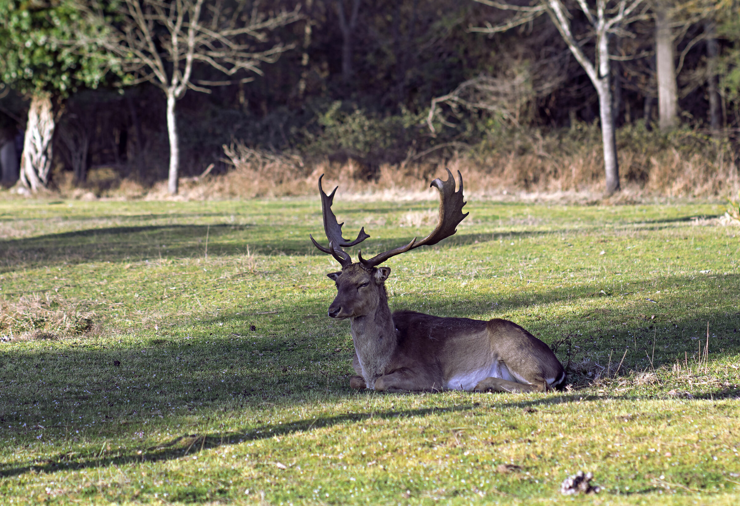Daini in San Rossore
