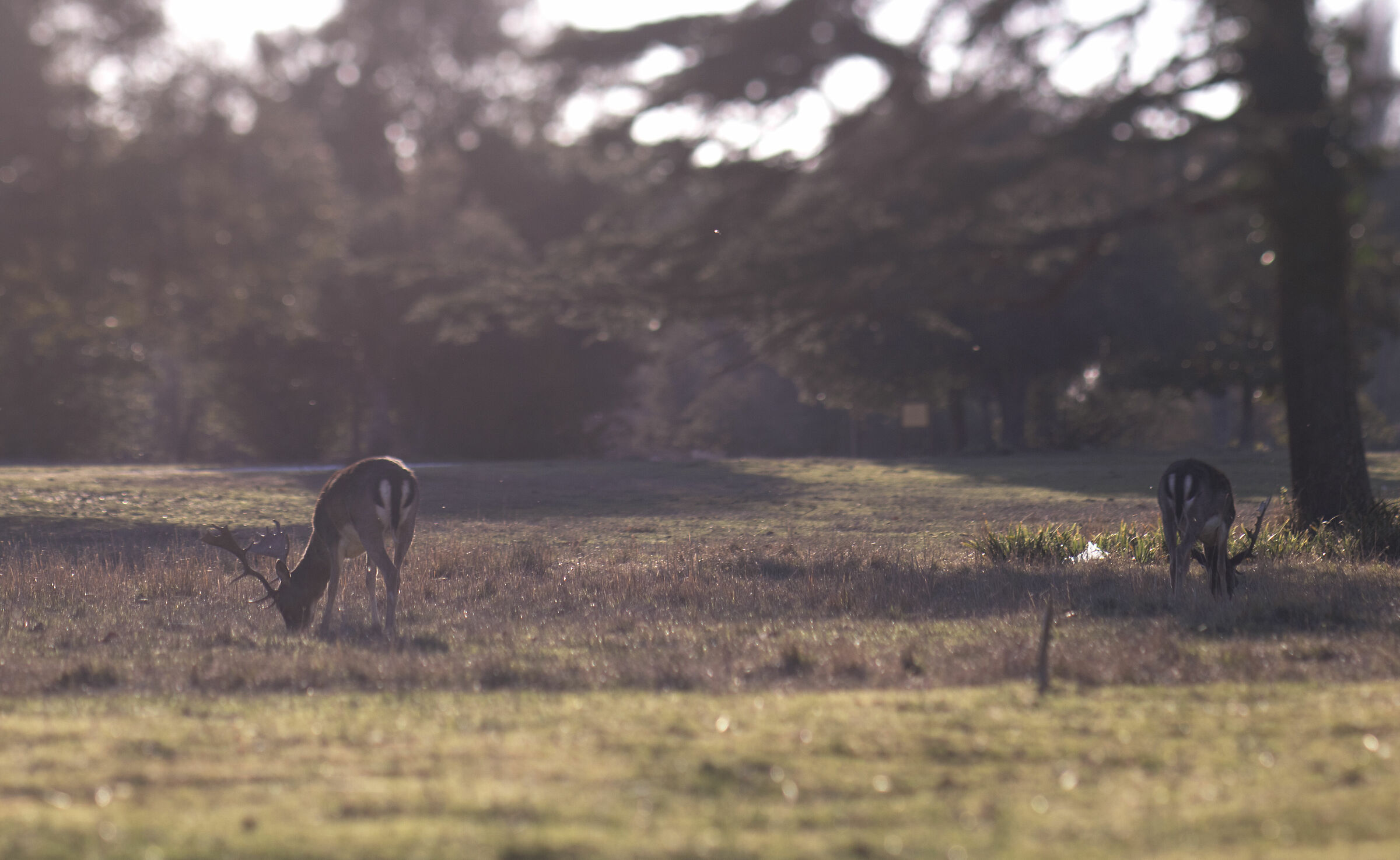 Daini at San Rossore 2