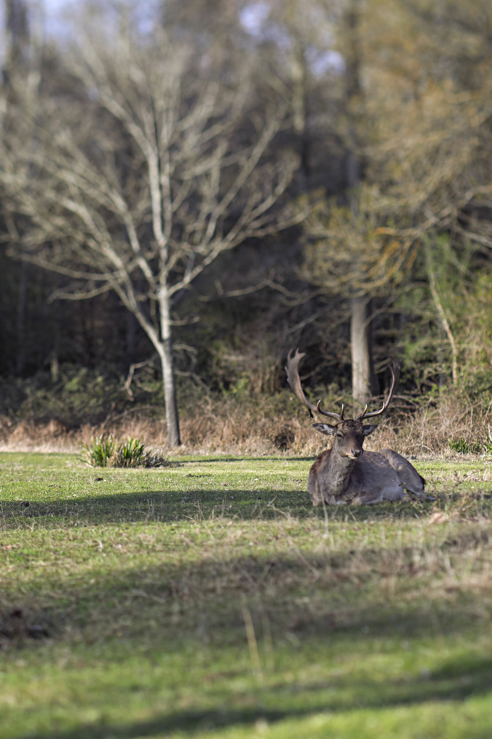 Daini at San Rossore 3