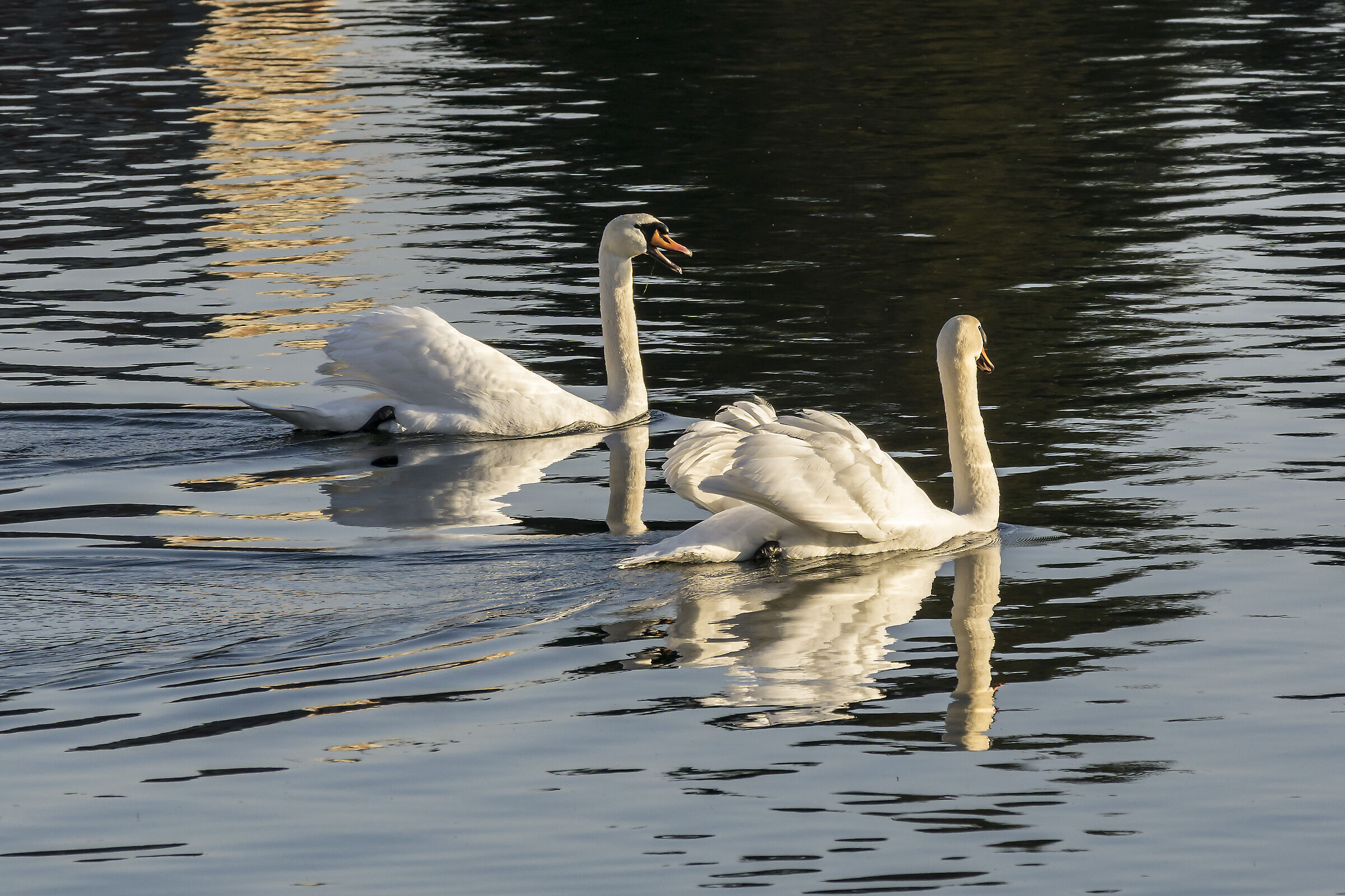 Mercoledì 20 marzo 2019, 17:34:46