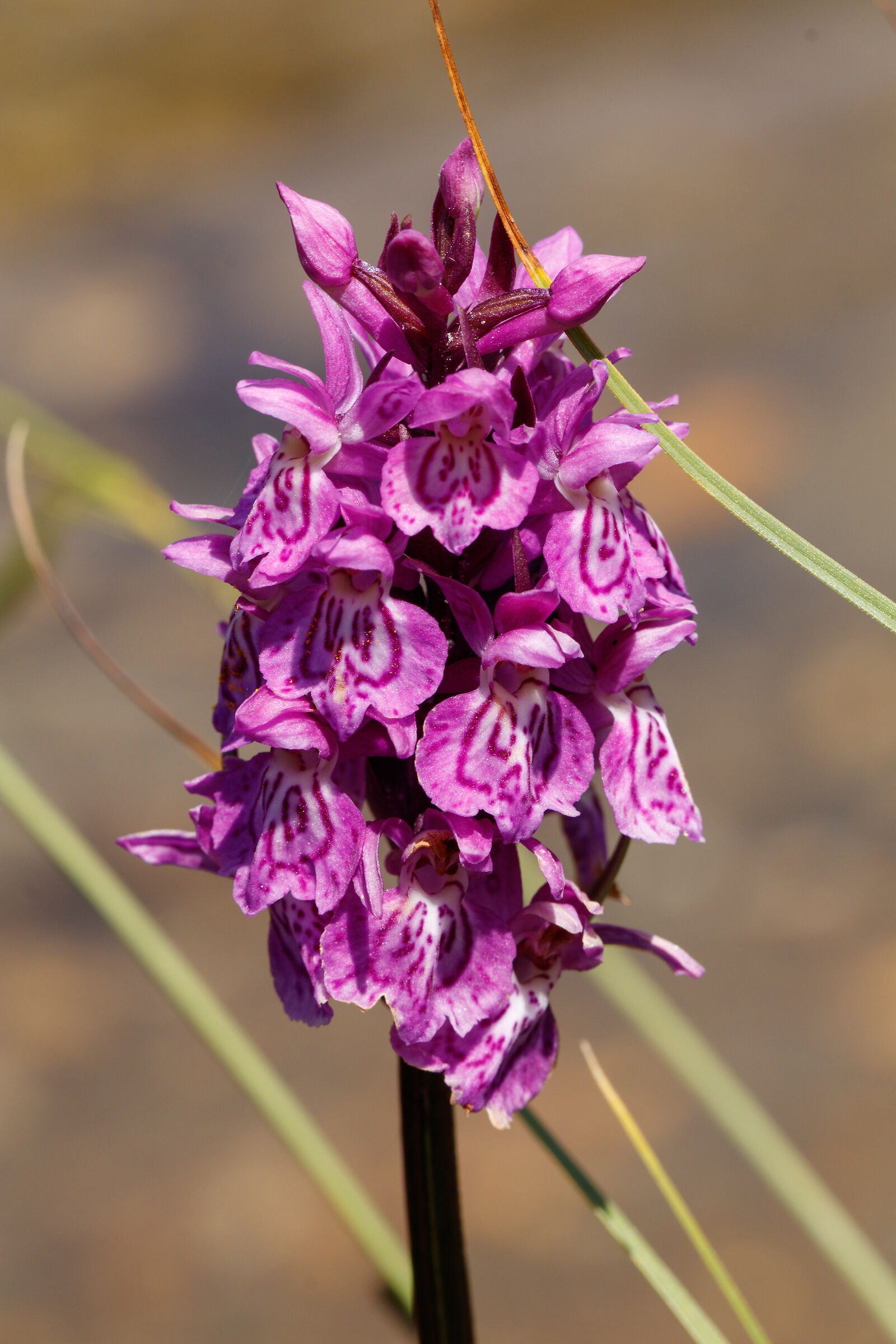 Wild Orchid
