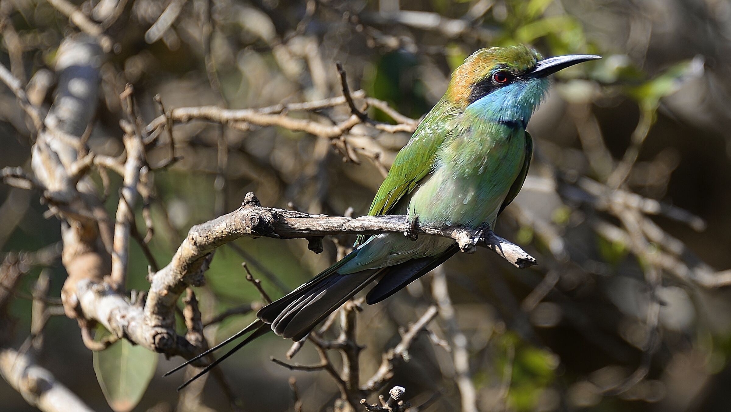 Gruccione dollo Sri Lanca