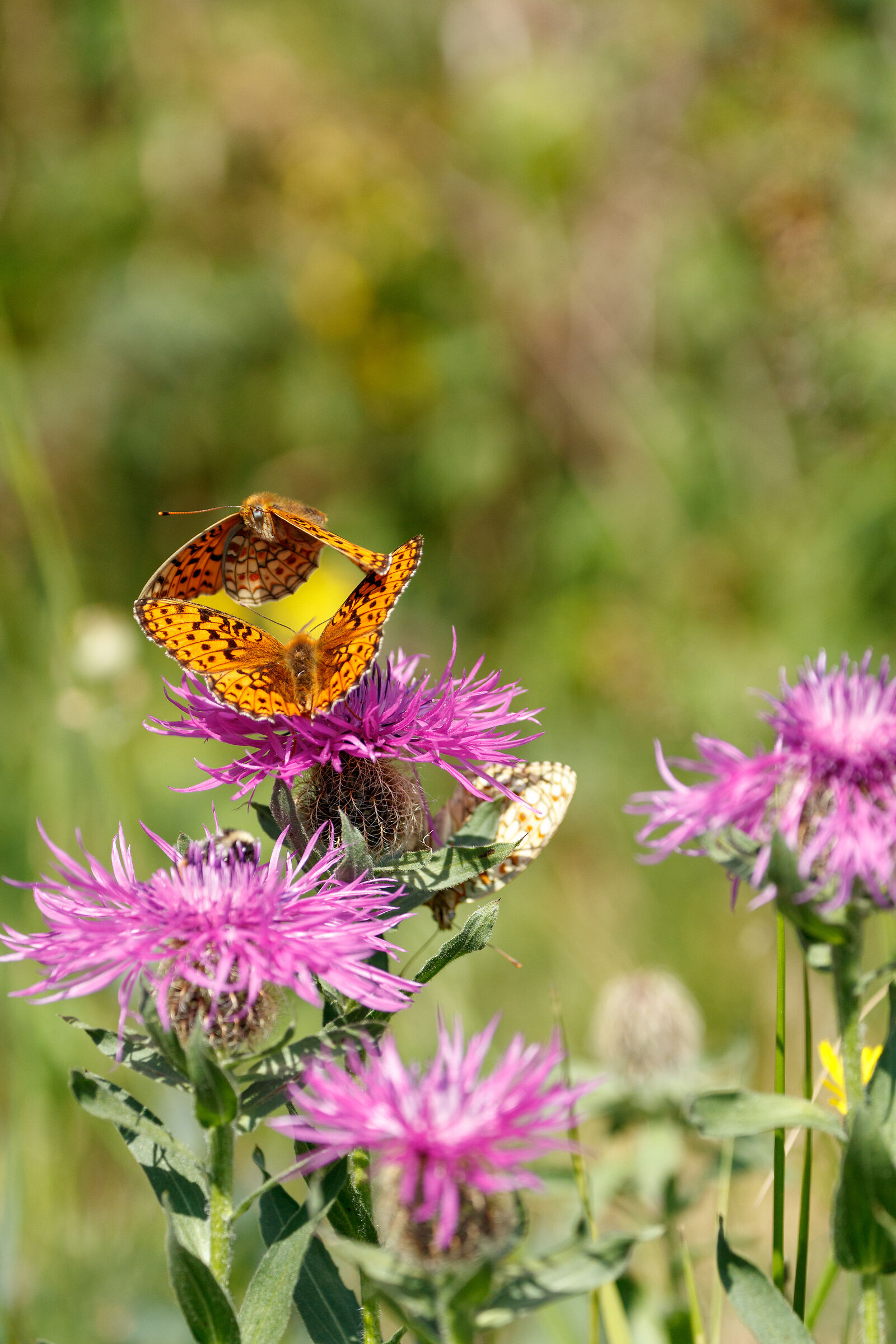Butterflies in flight