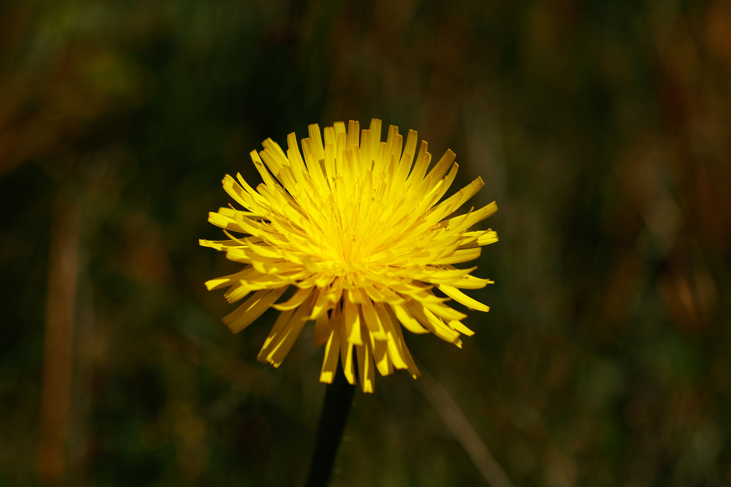 Dandelion