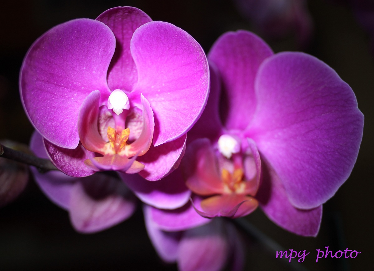 orchidee